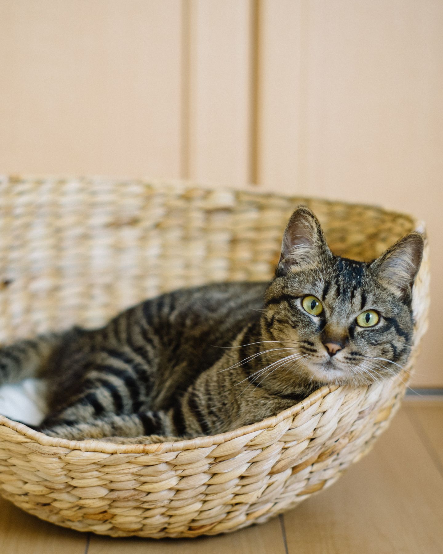 cat lying in wooden basket