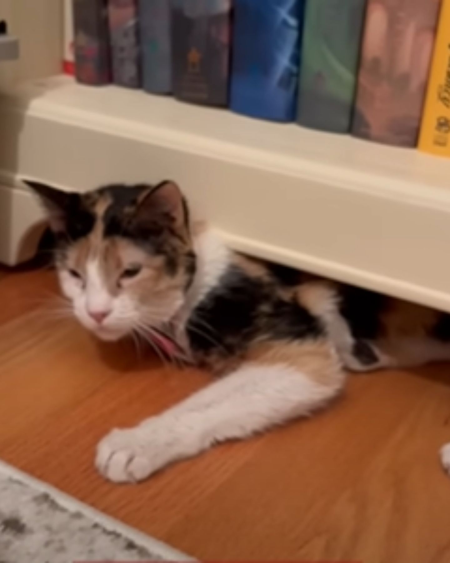 cat lying under book shelf