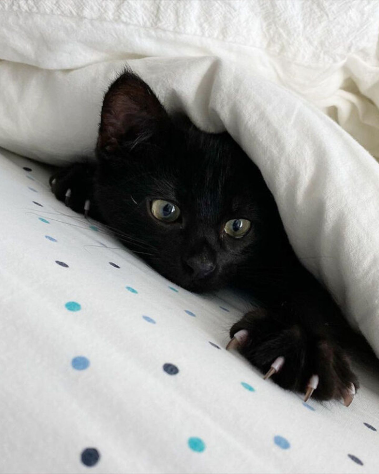 cat lying under the covers