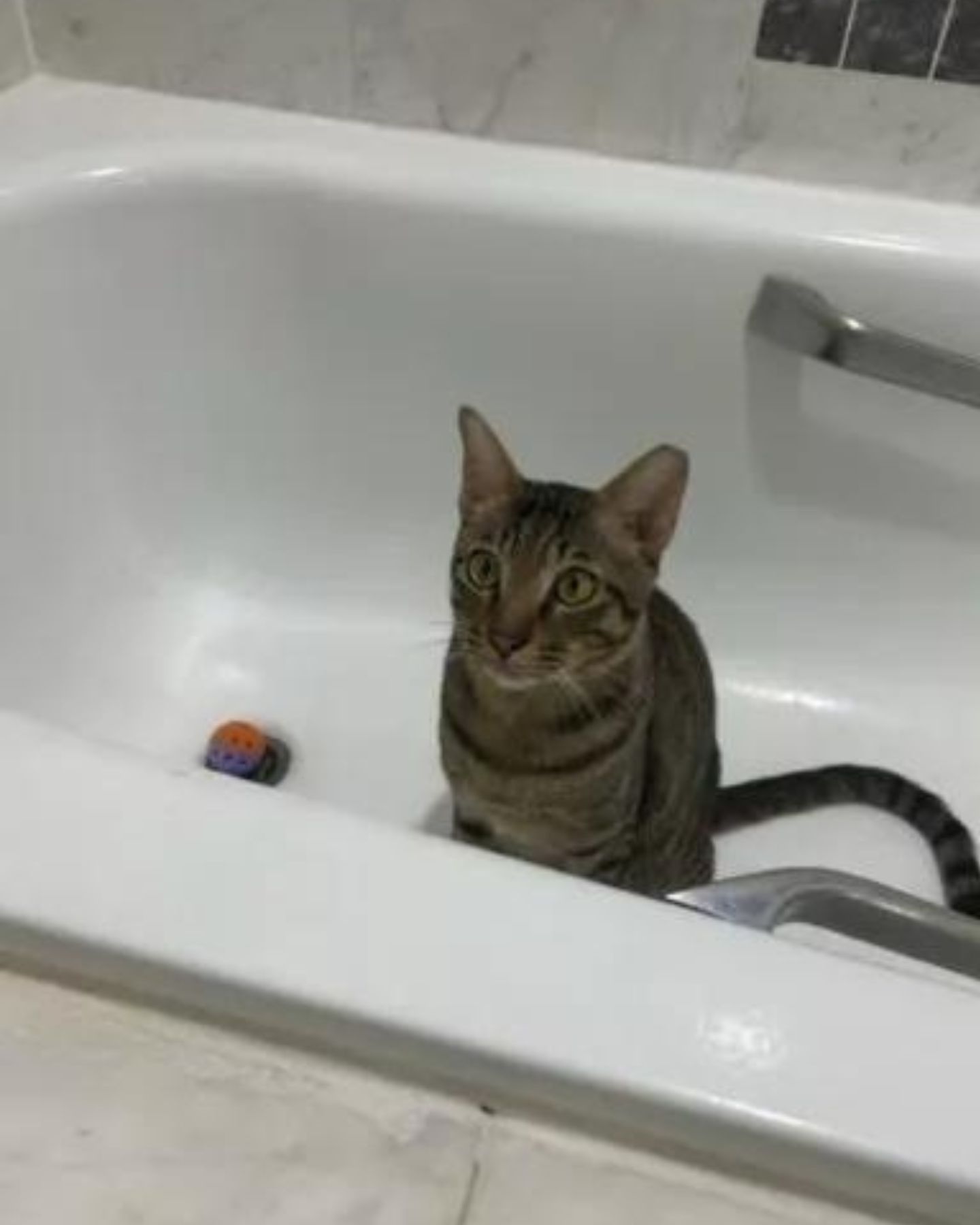 cat named tommy sitting in a bathtub