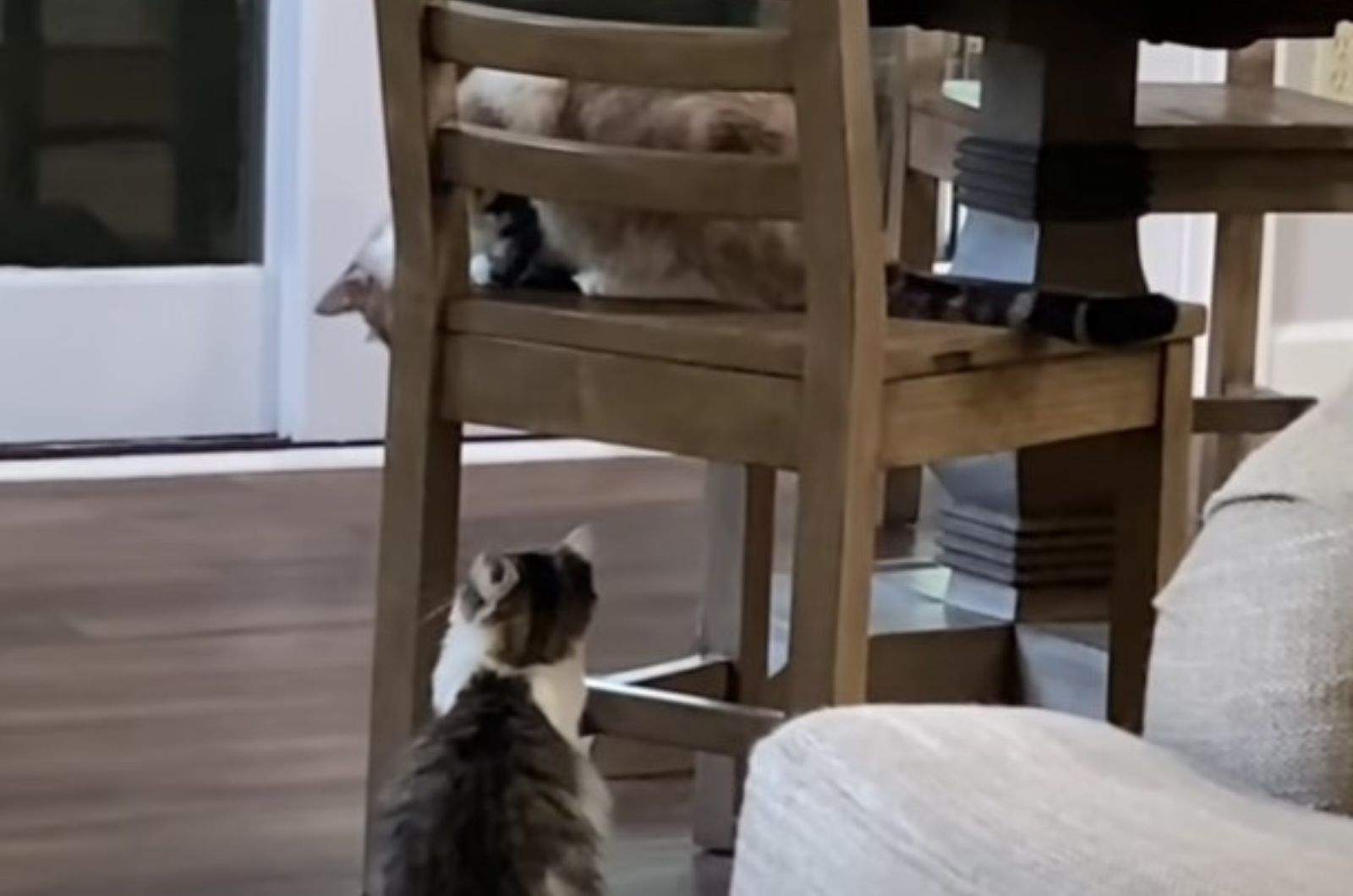 cat on a chair looking at cat on the floor