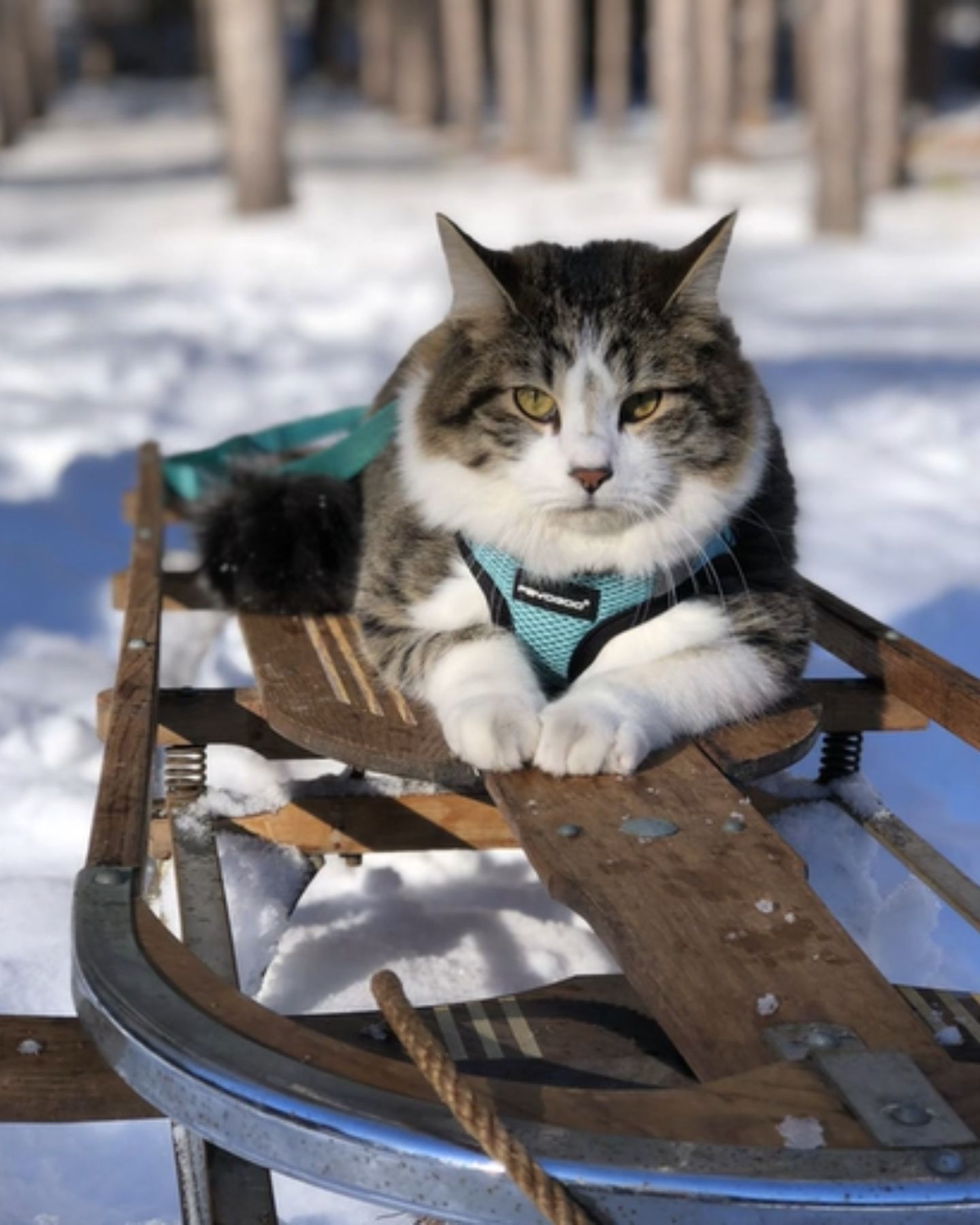 cat on a sled