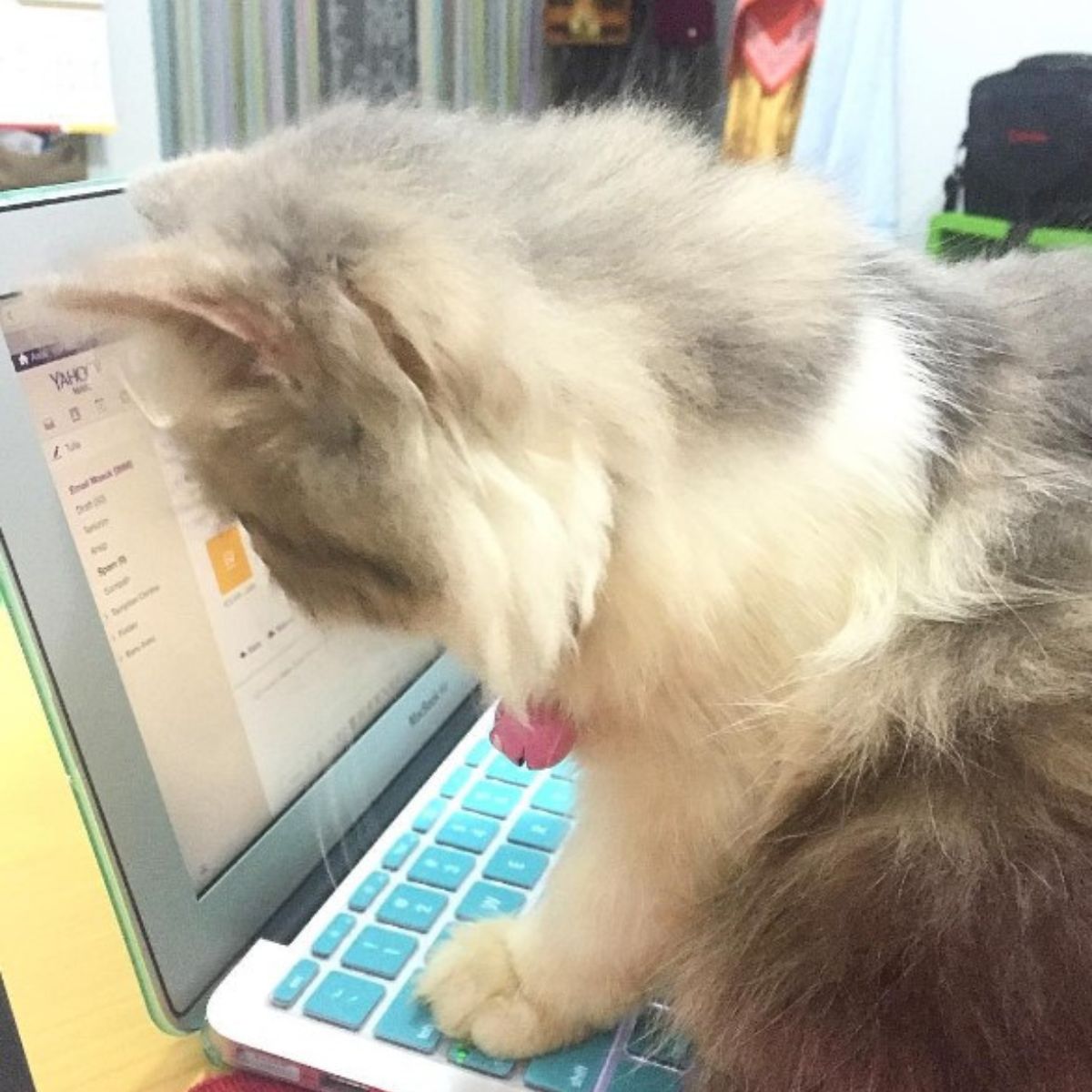 cat on laptop