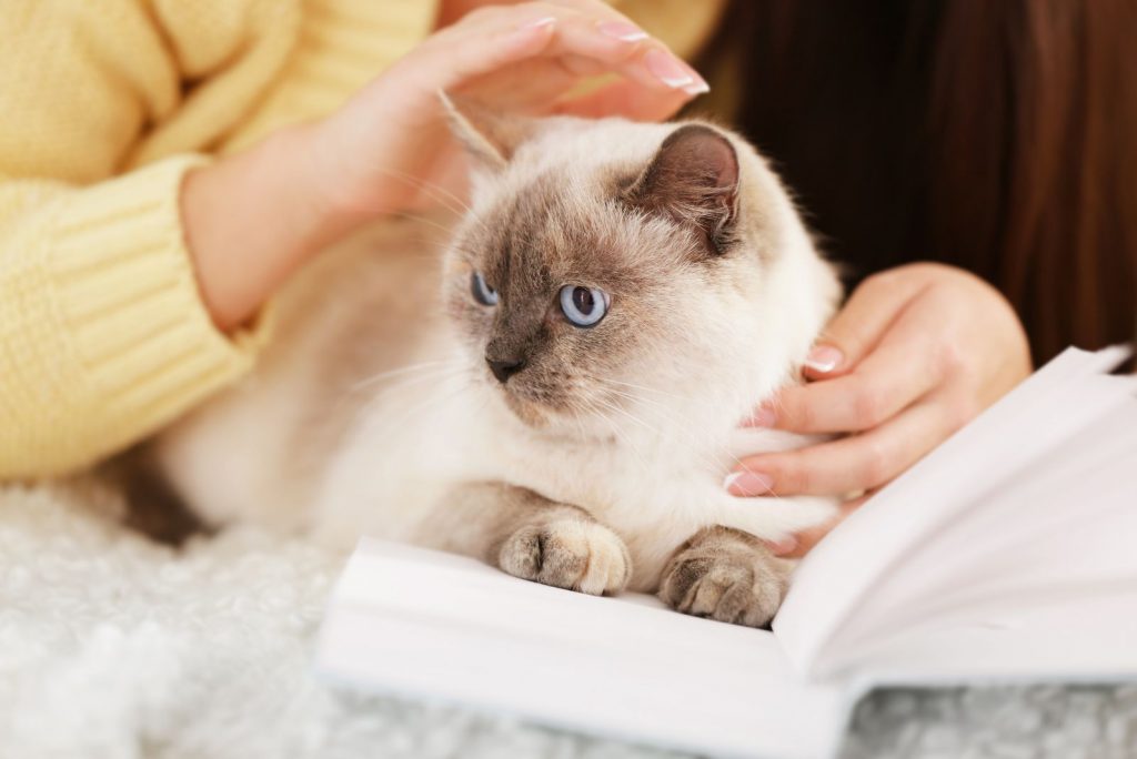 cat on womans lap