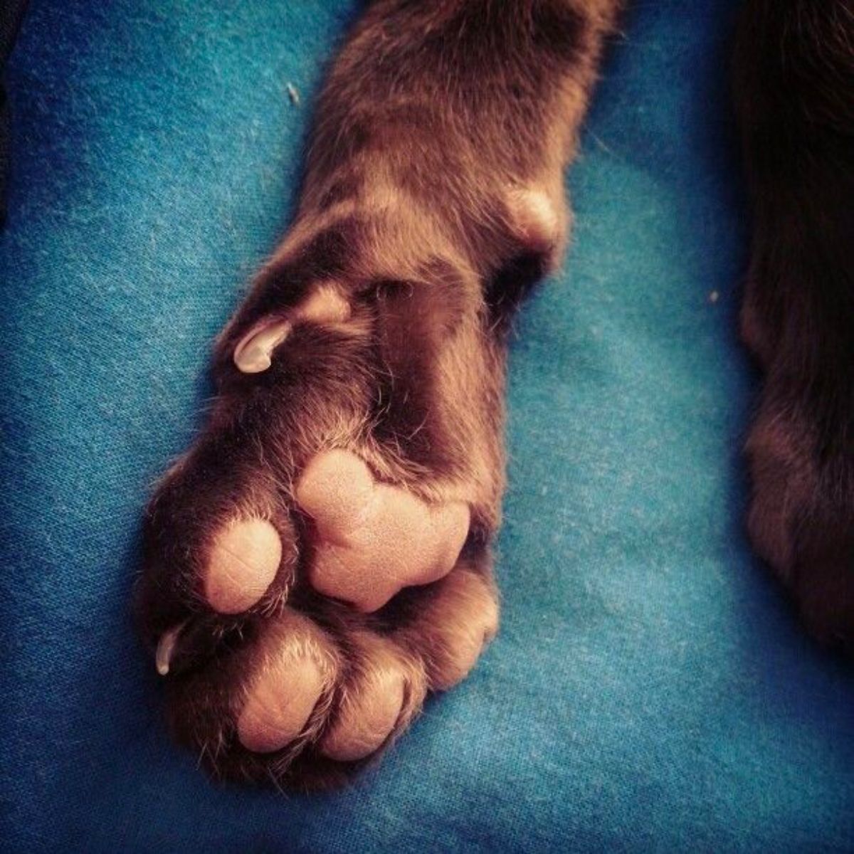 cat paw on a blue sheet