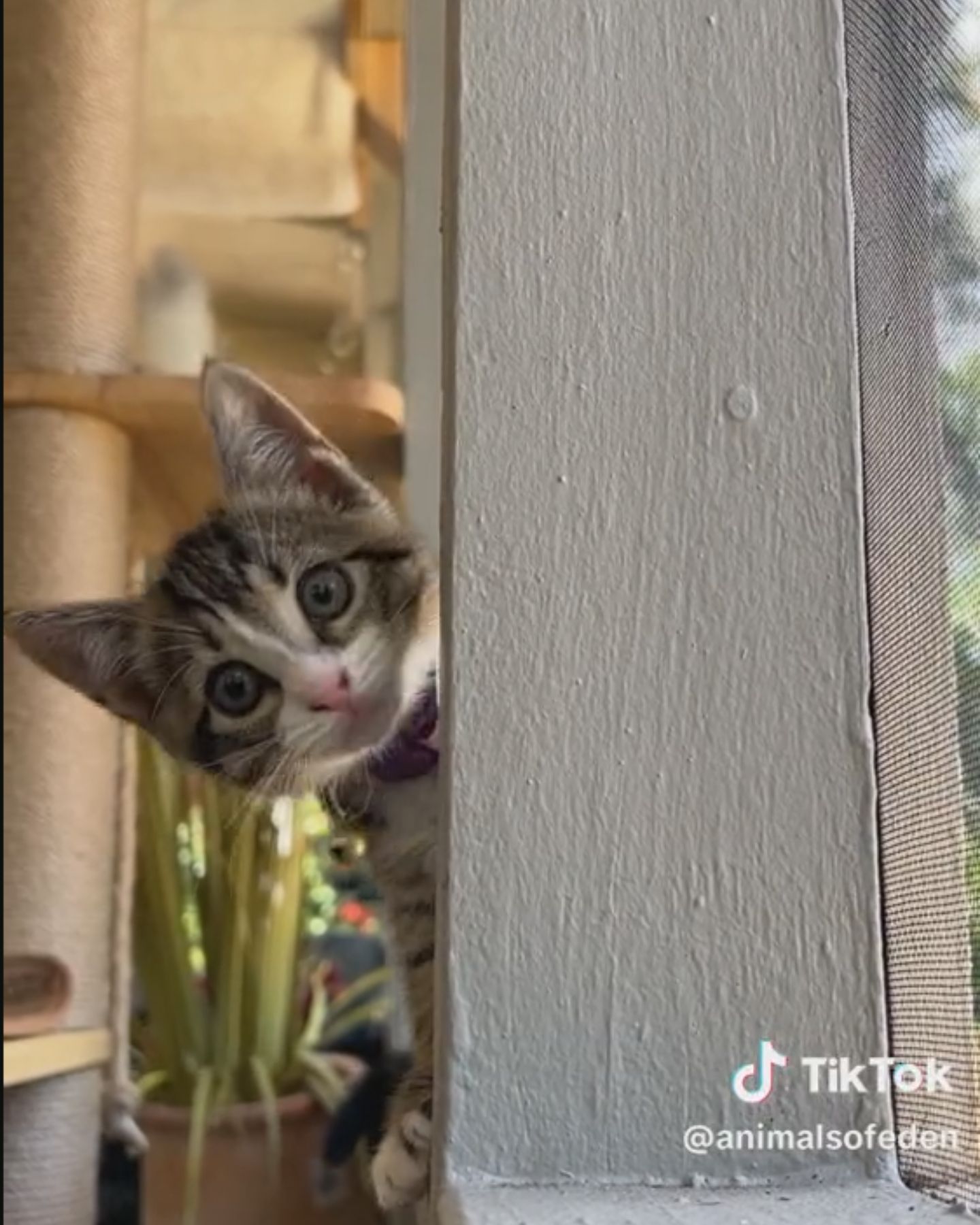 cat peeking from behind a wall