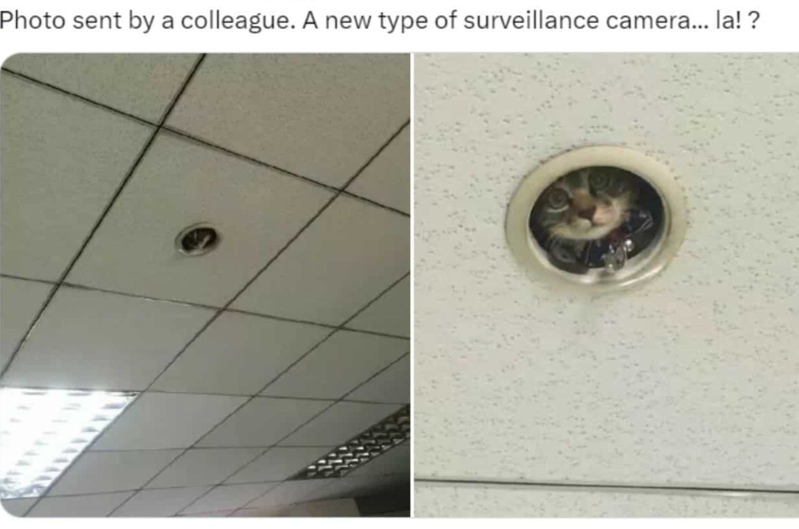 cat peeking through a hole in the ceiling