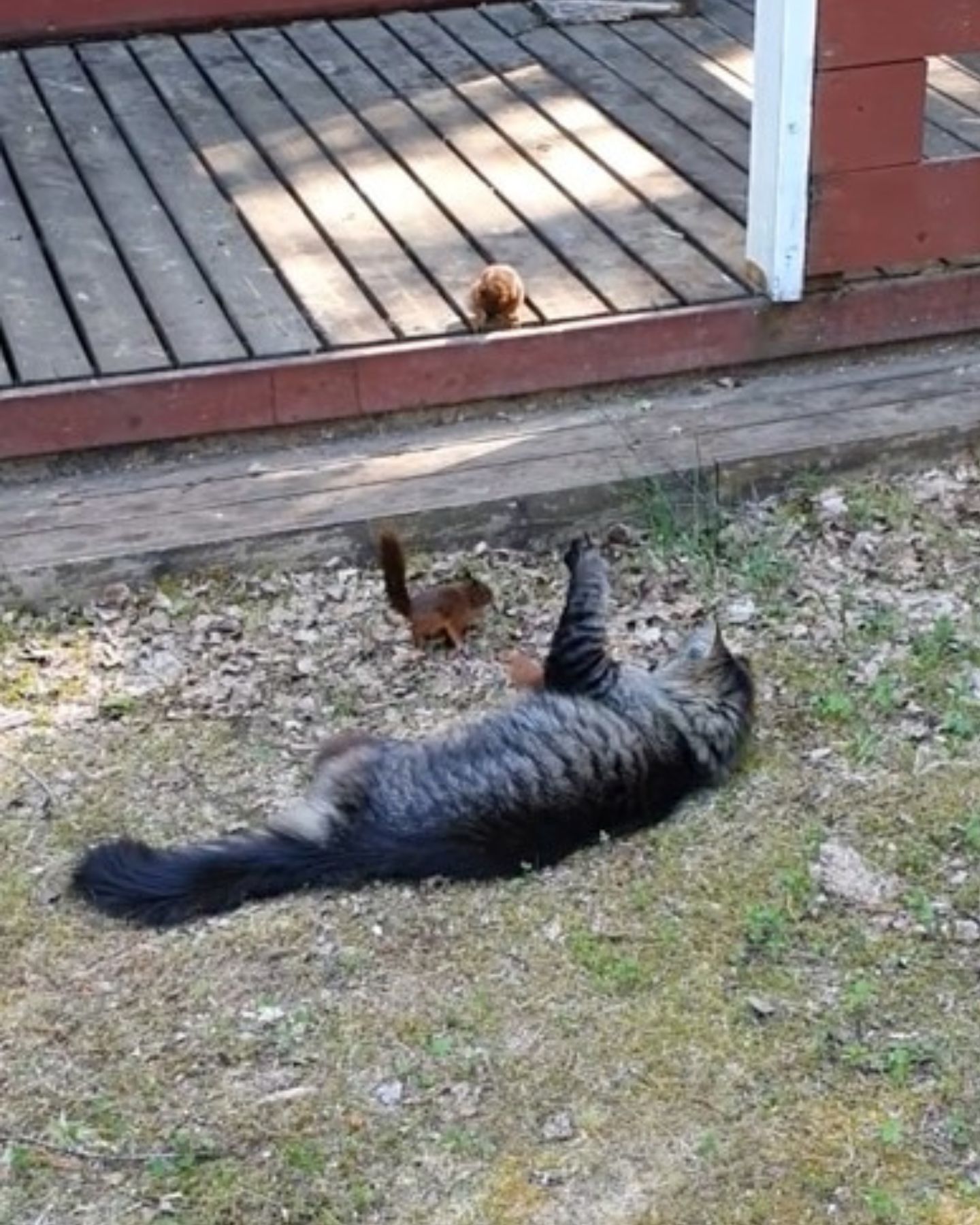 cat plying with squirrels