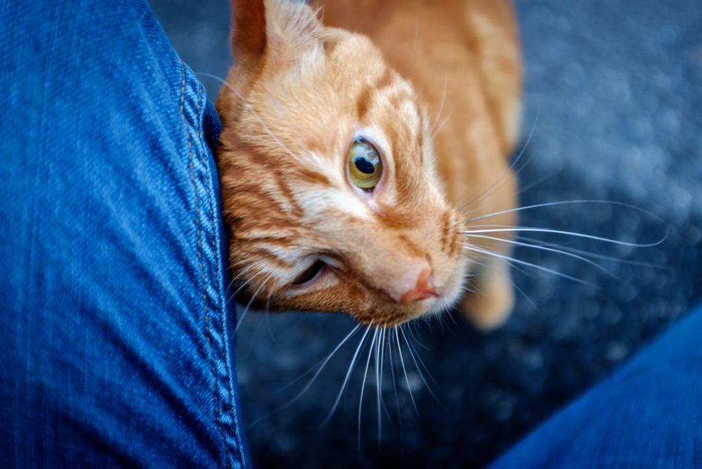 cat rubbing against owners leg