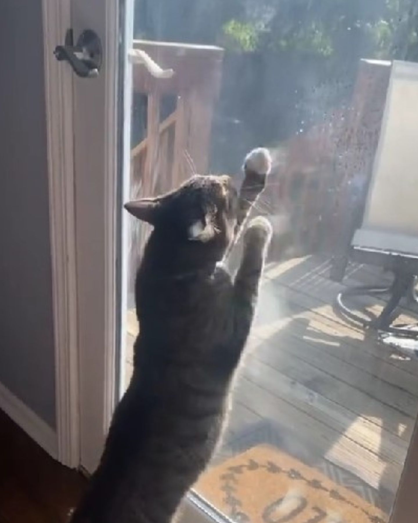 cat scratching a window