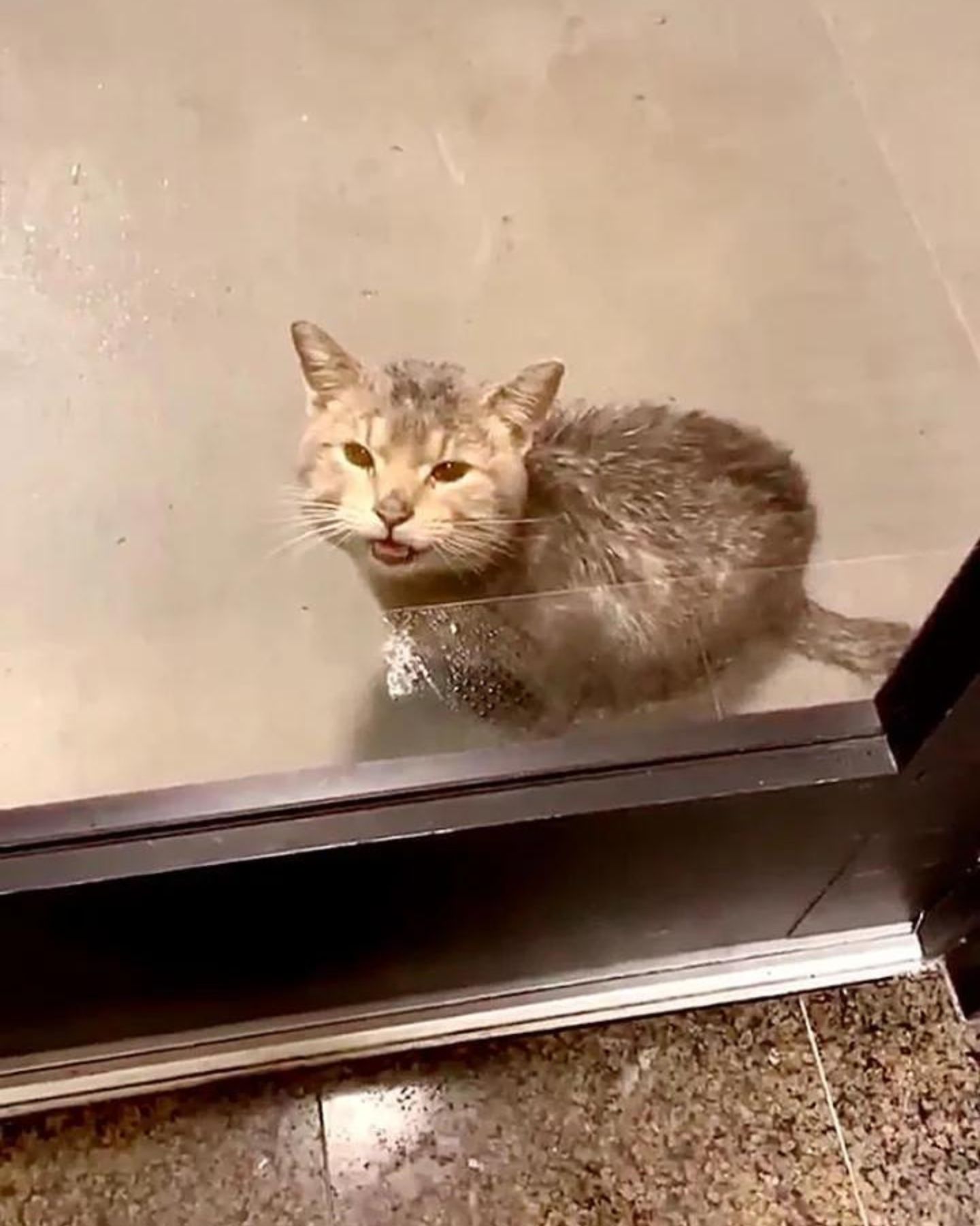 cat sitting at the office door