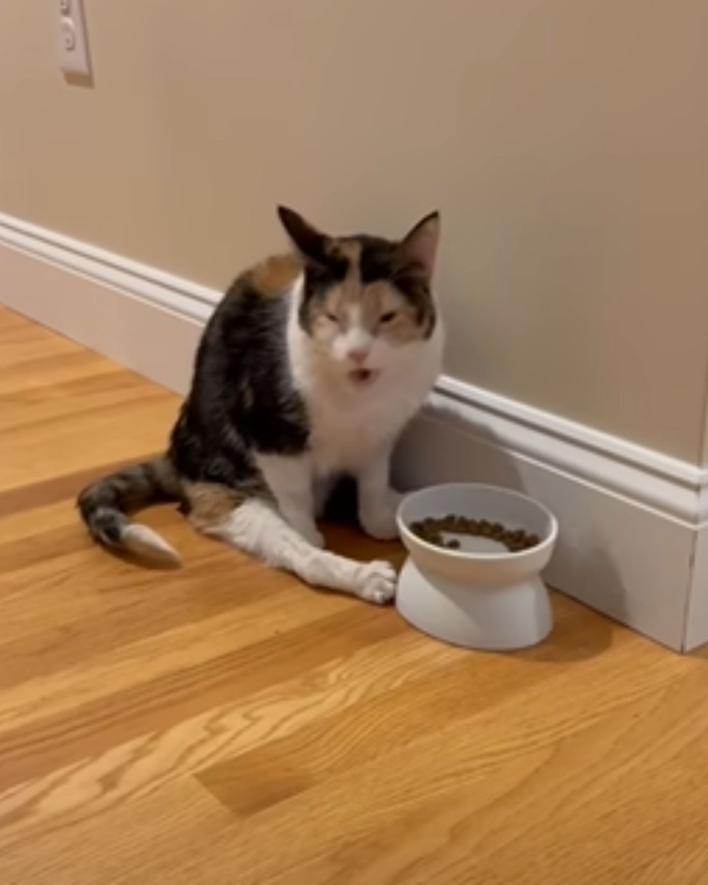 cat sitting by the food bowl