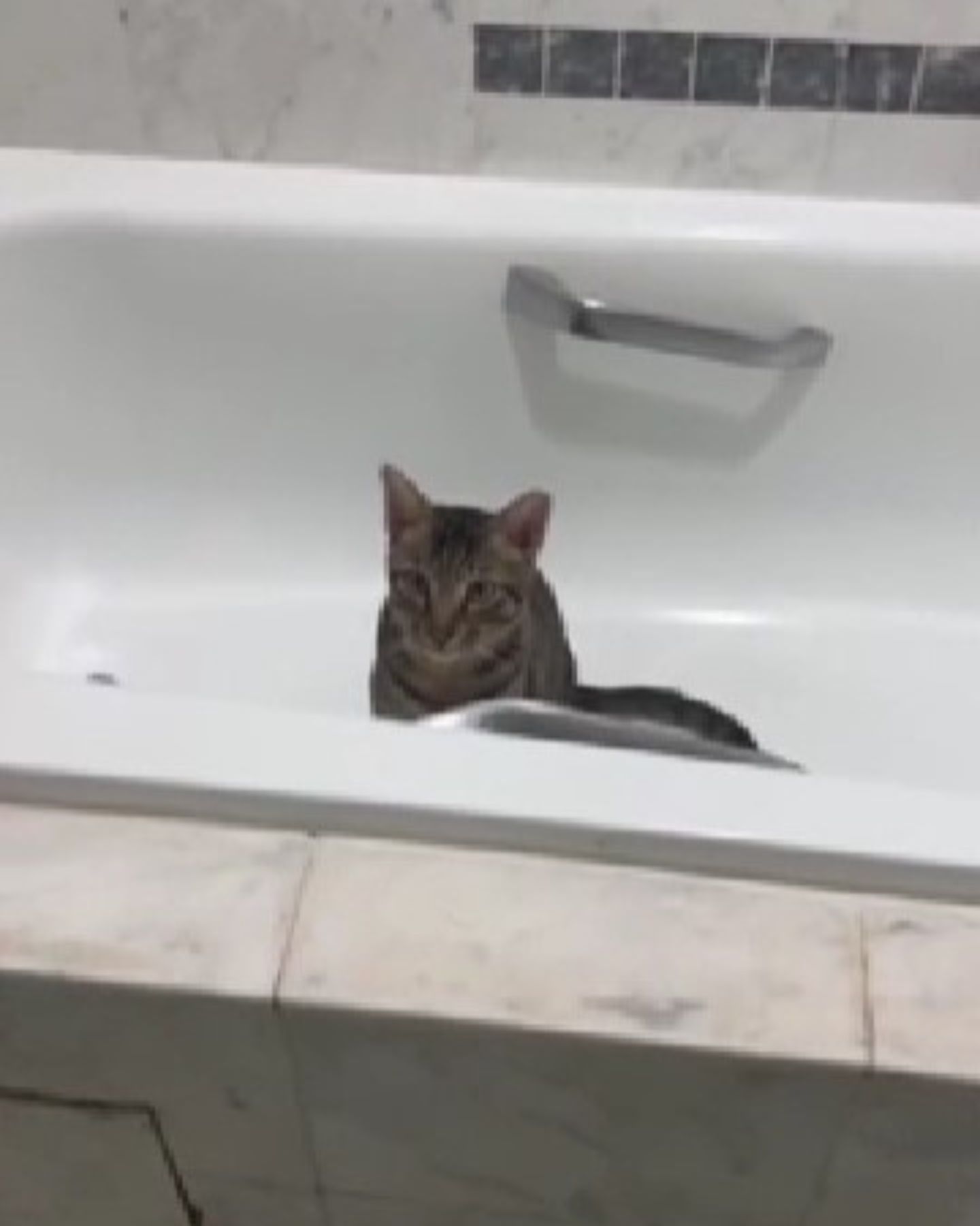 cat sitting in a bathtub