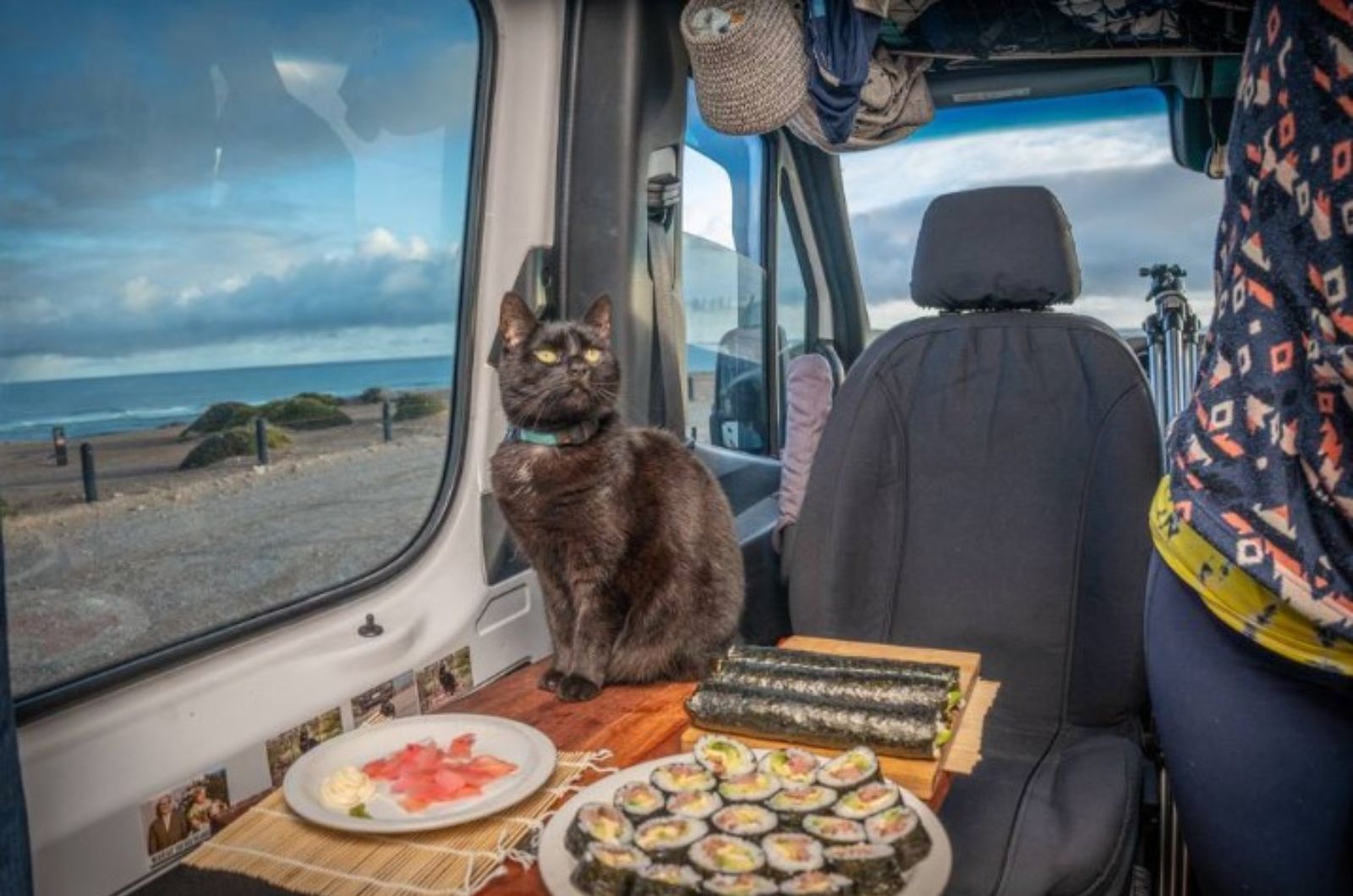 cat-sitting-in-a-camper