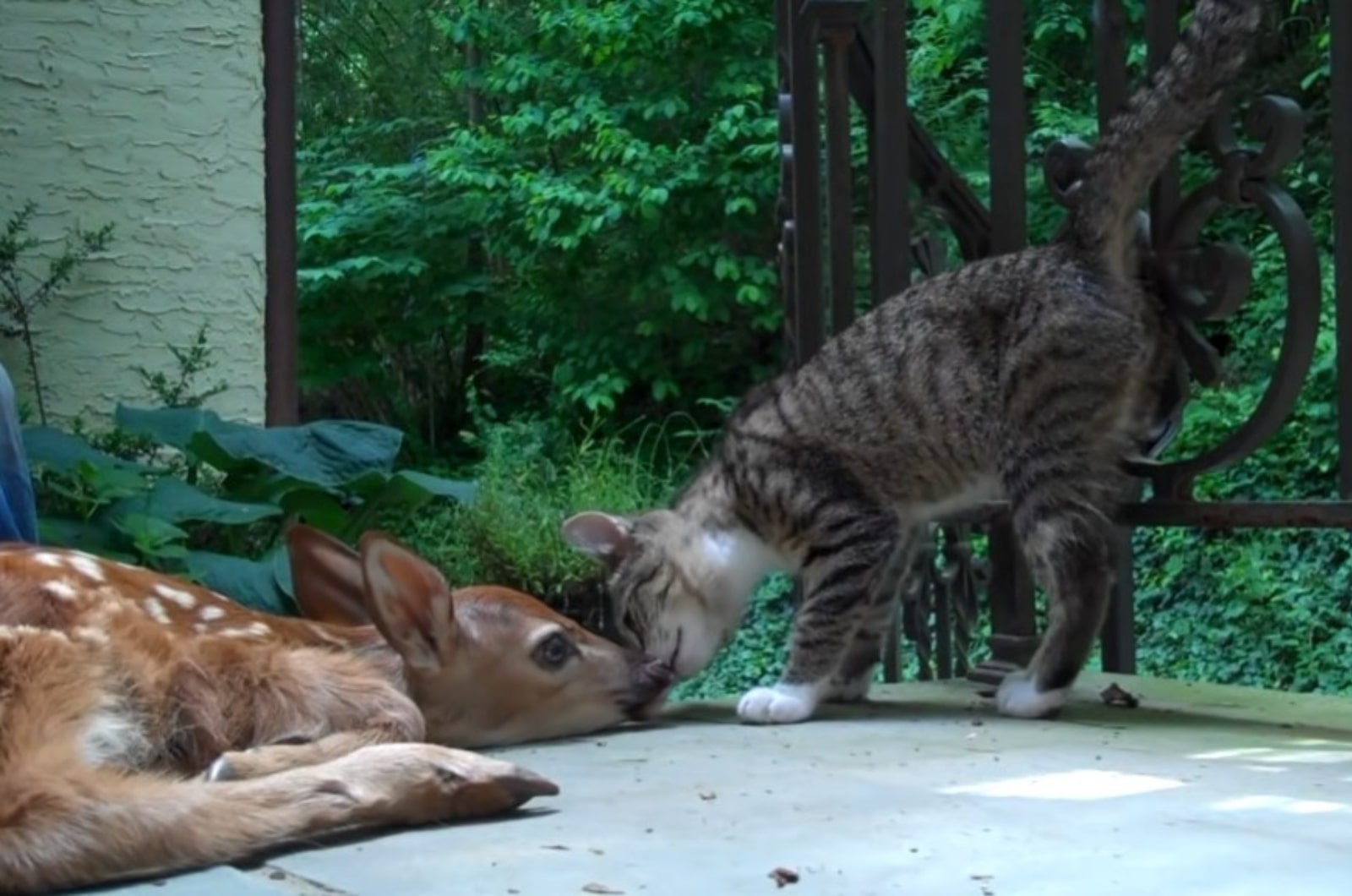 cat sniffing baby deer