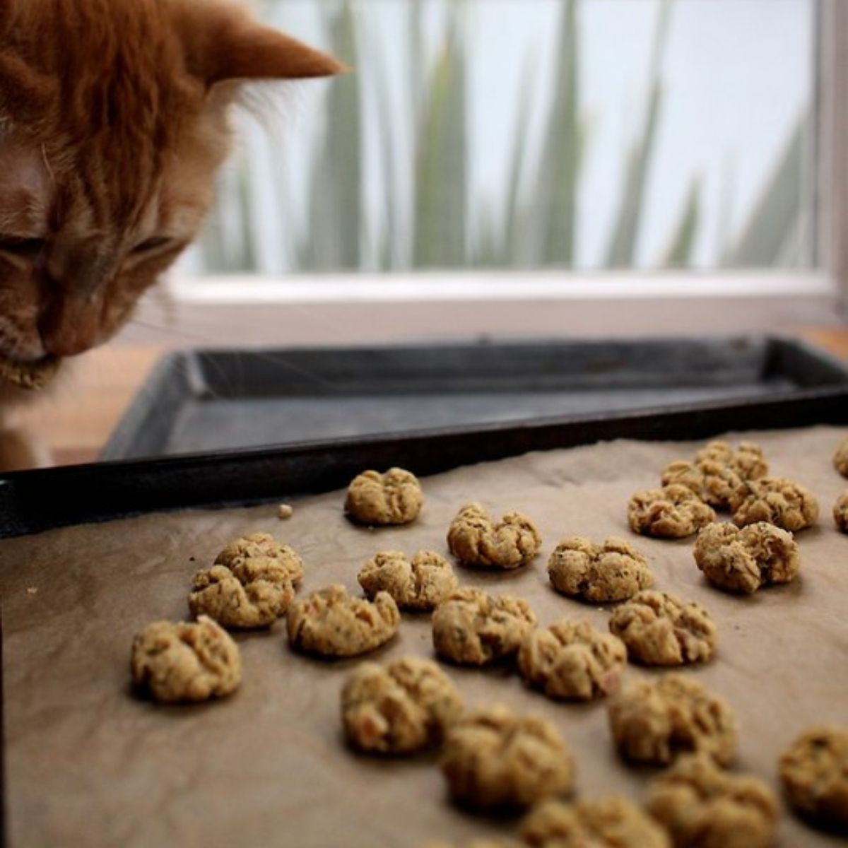 cat sniffing cookies