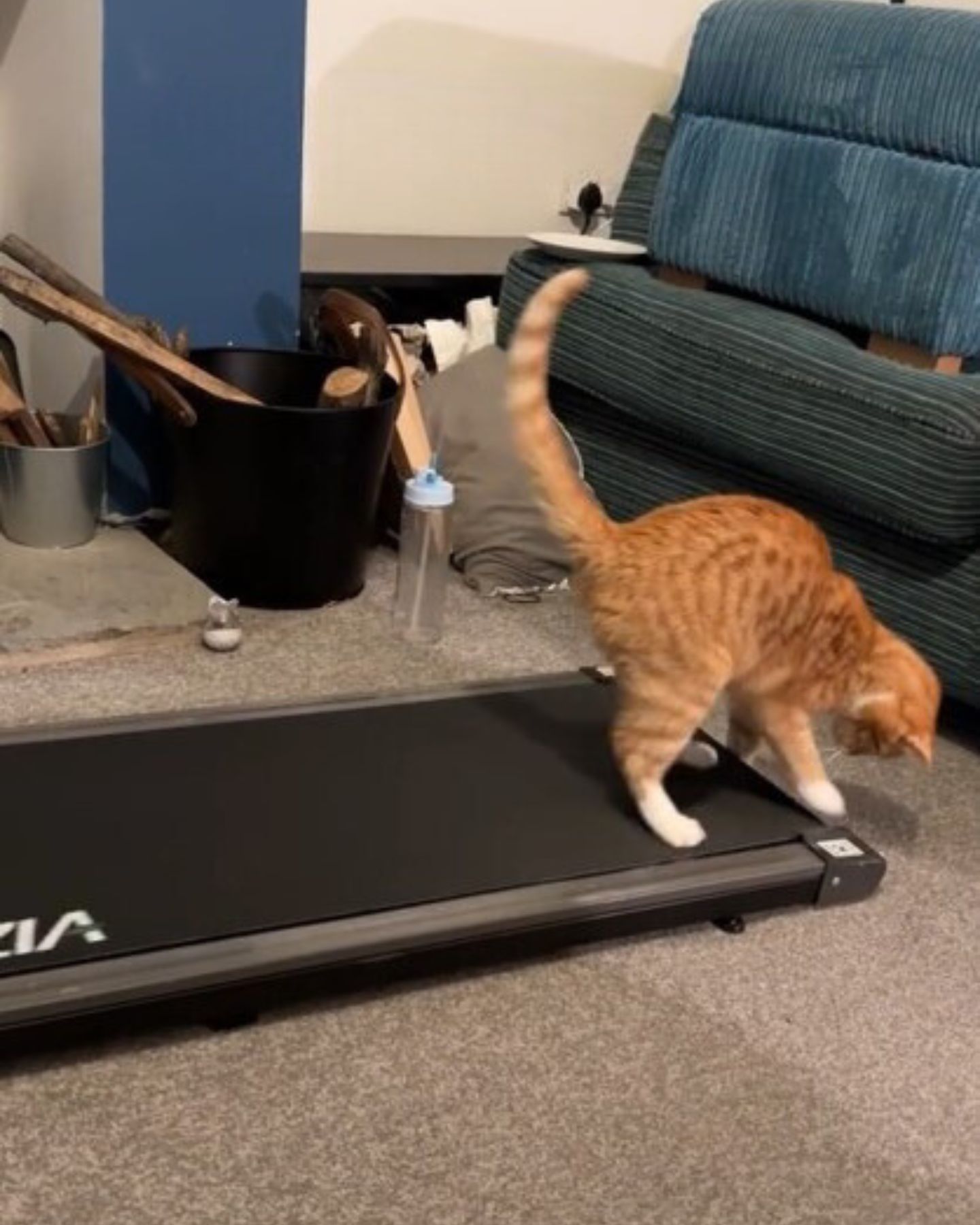 cat standing on a treadmill
