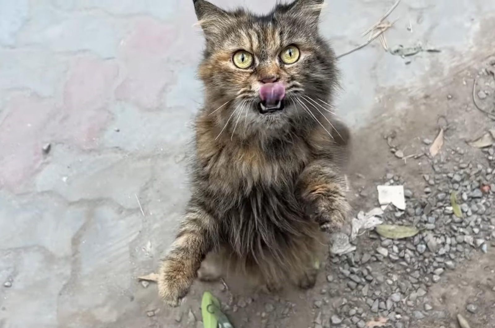 cat standing on its hind legs