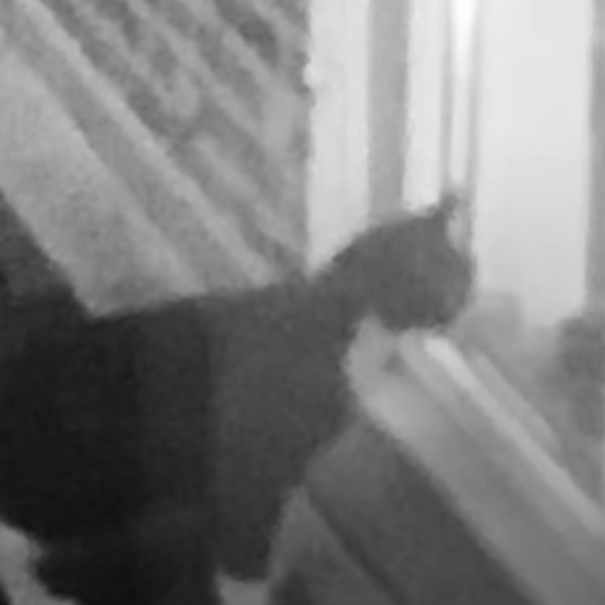 cat staring trough window