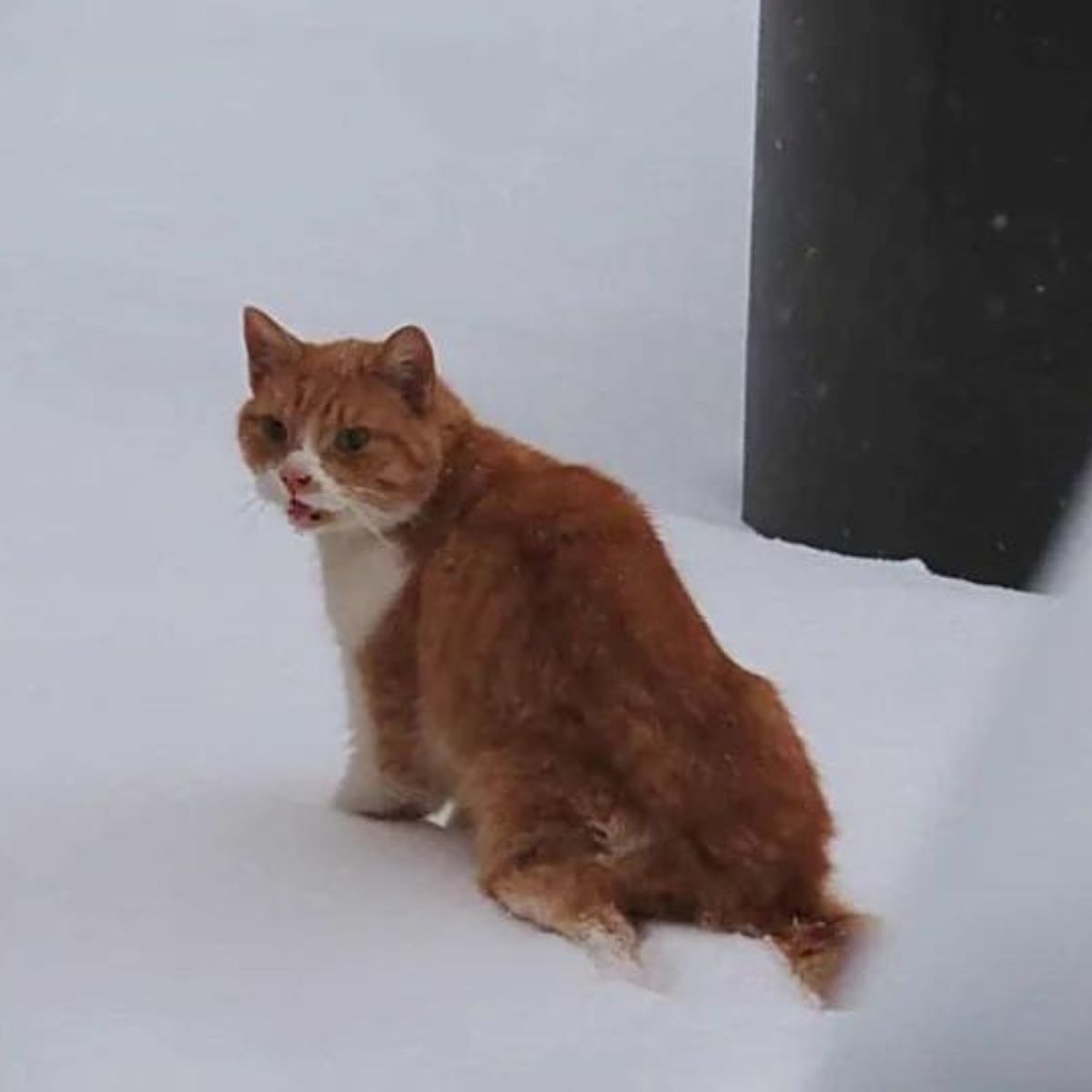 cat stuck in snow