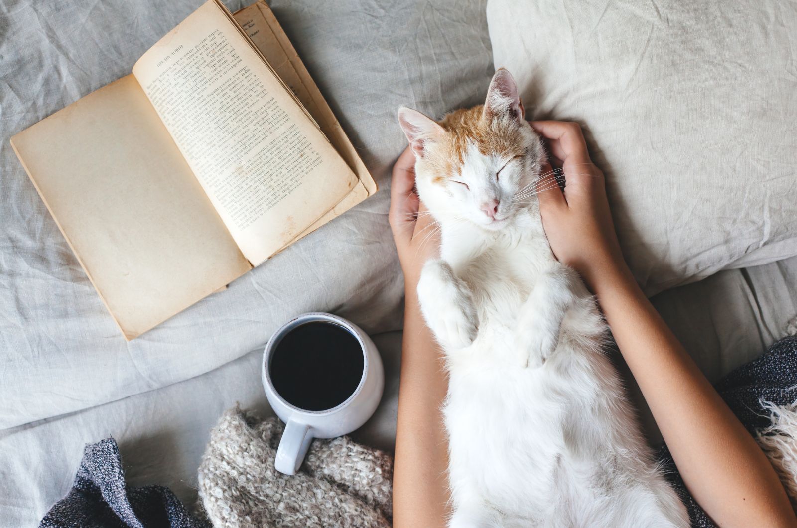 cat, tea and book