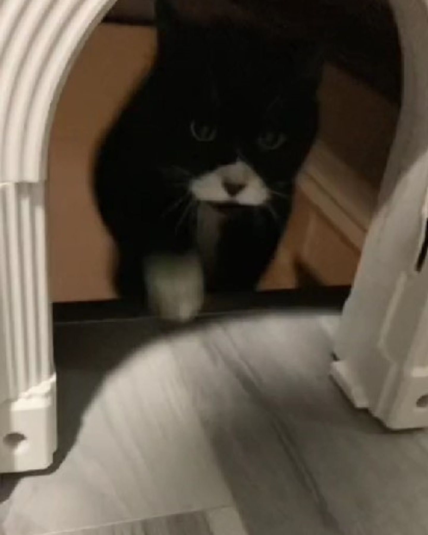 cat walking on a stairs