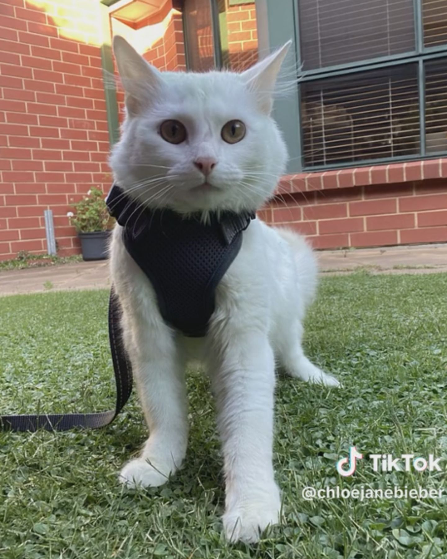 cat wearing a harness