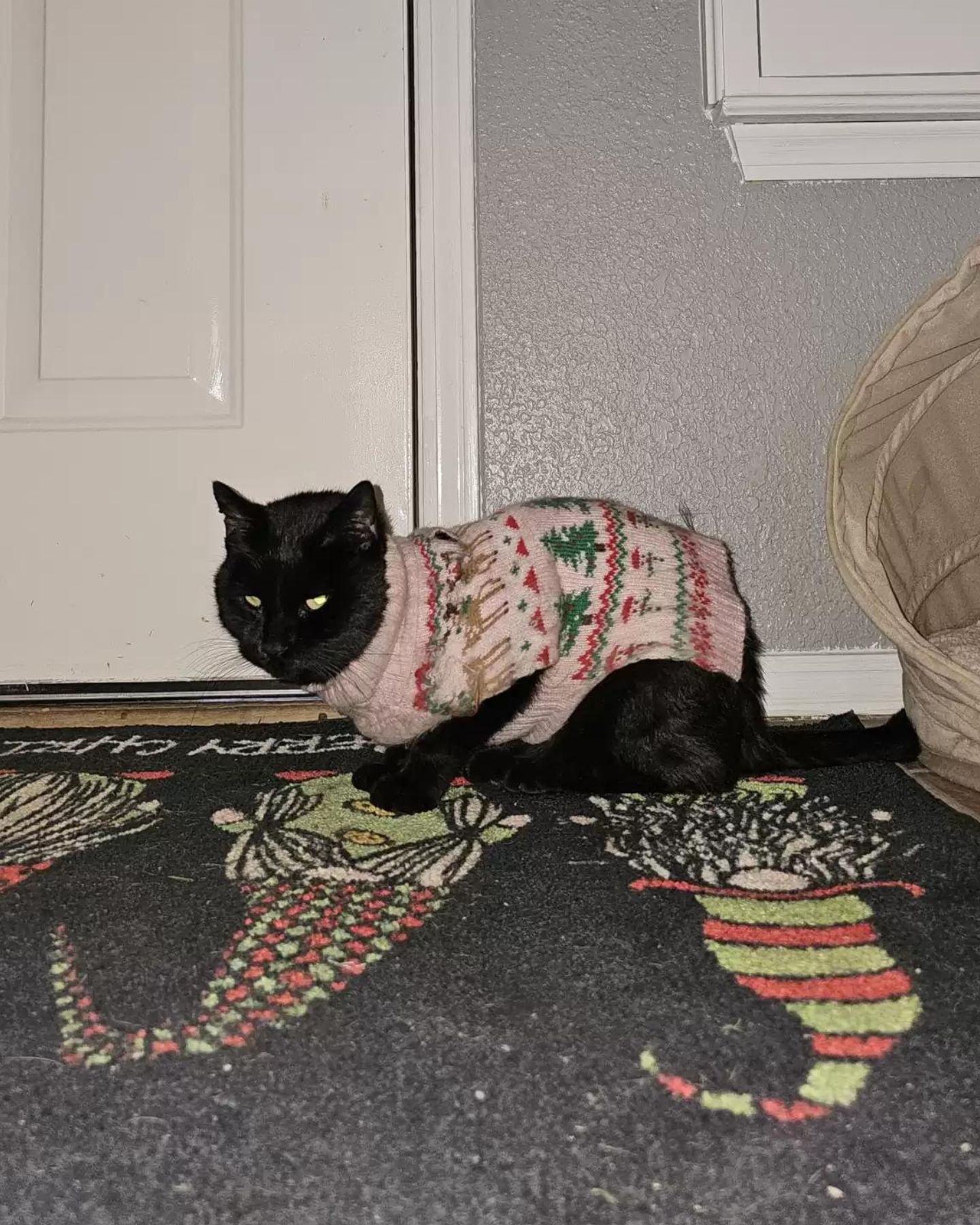 cat with Christmas sweater