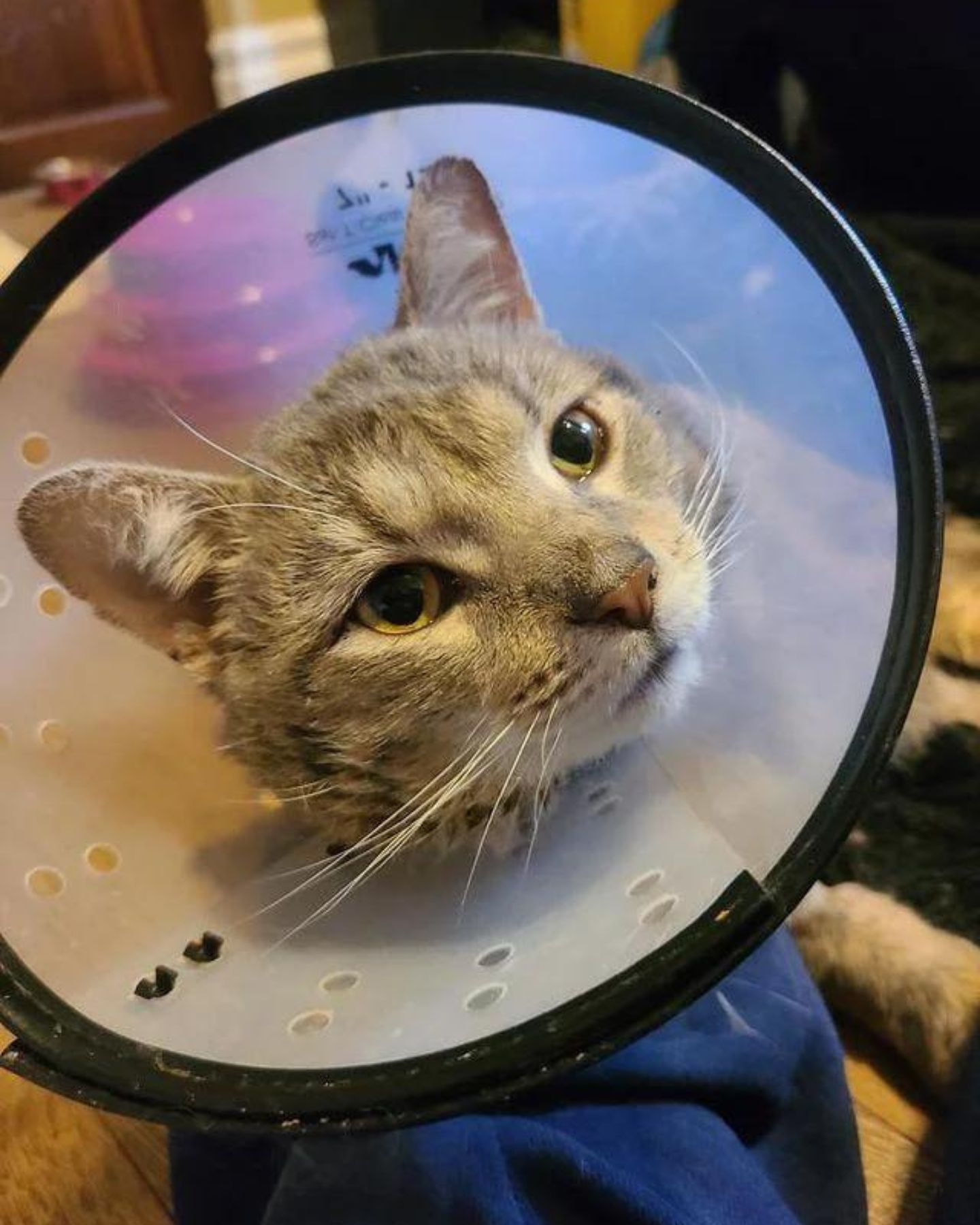 cat with a cone around its neck