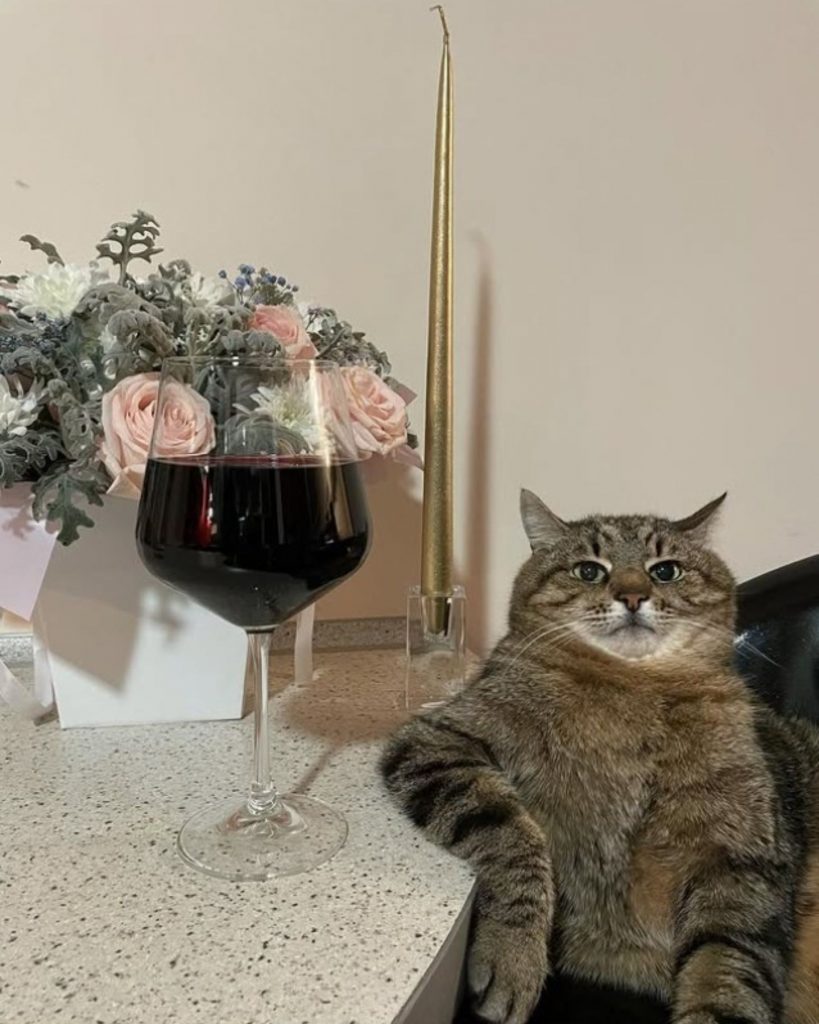 cat with a glass of red wine