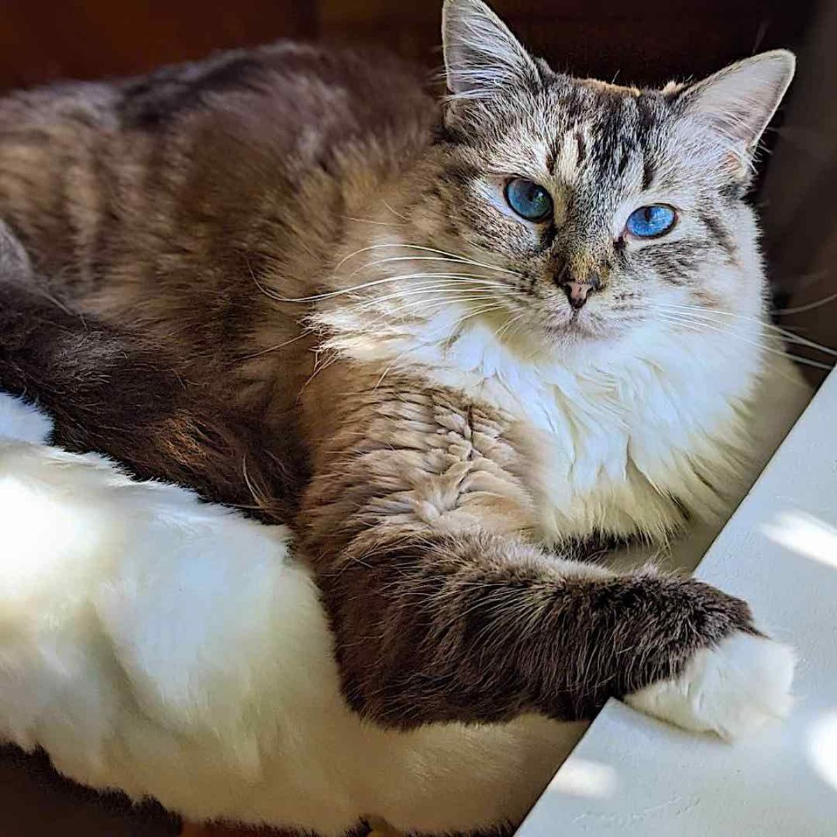 cat with blue eyes lying