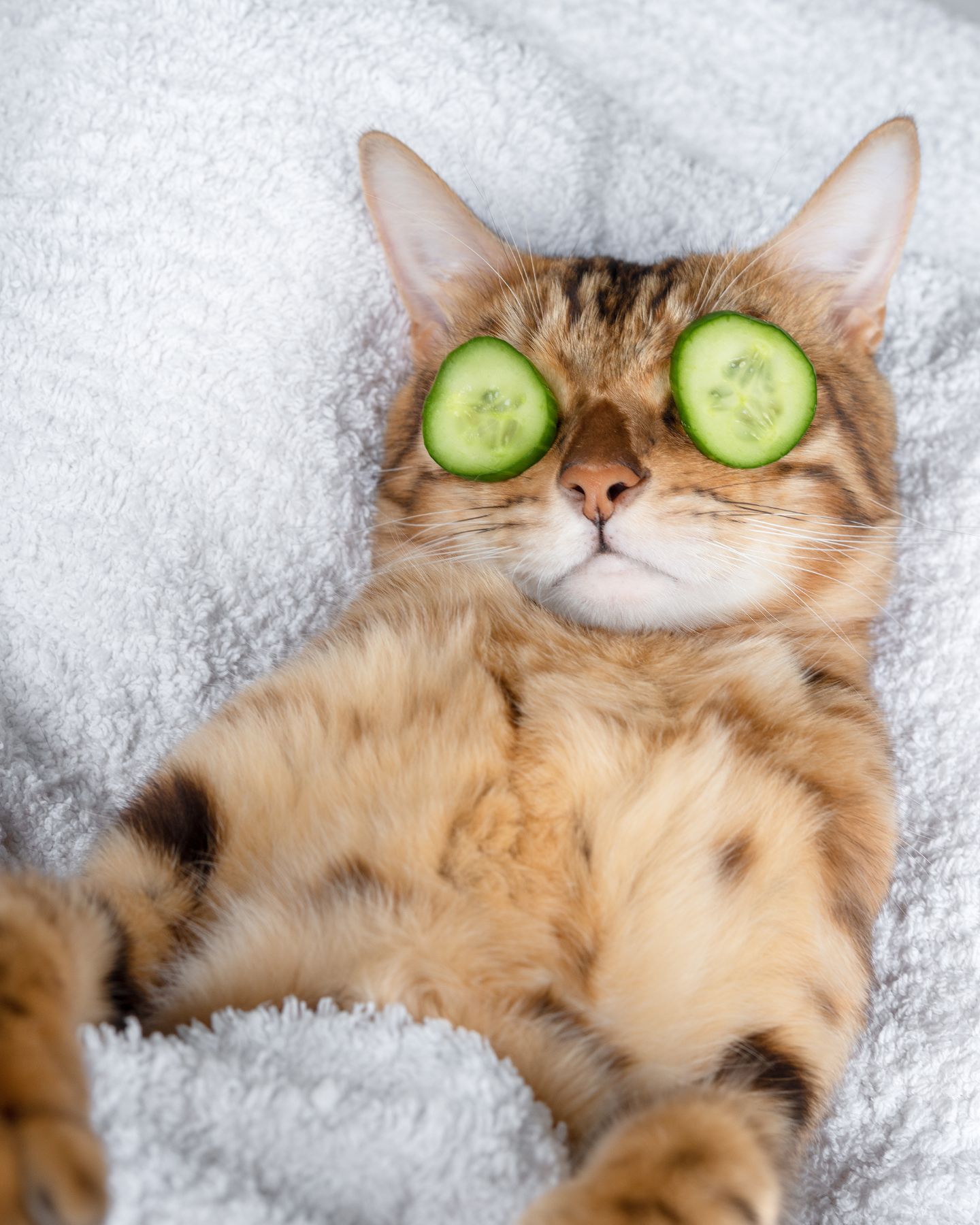 cat with cucumbers on its eyes