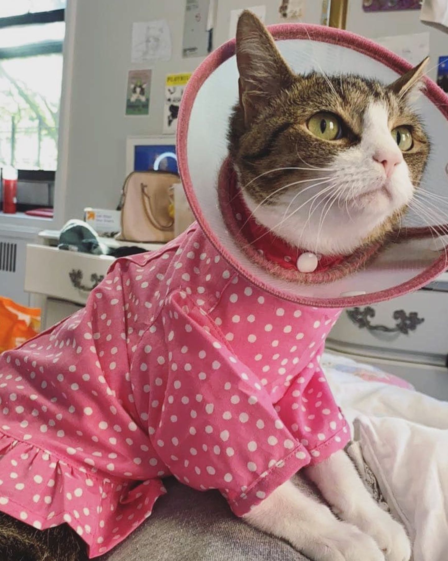 cat with cute clothes