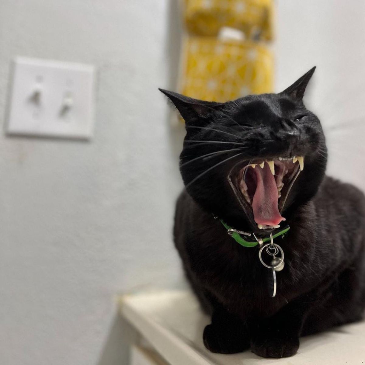 cat with mouth wide open