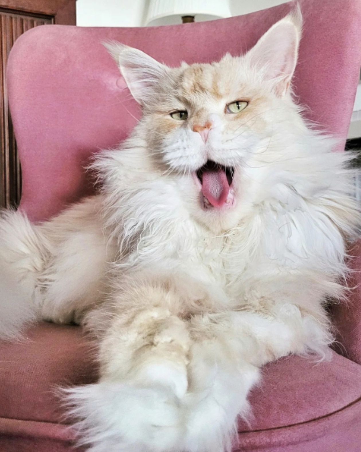 cat yawning on a pink sofa