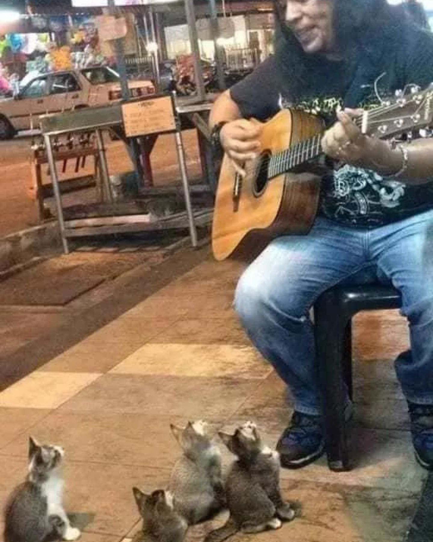 cats enjoy listening to music