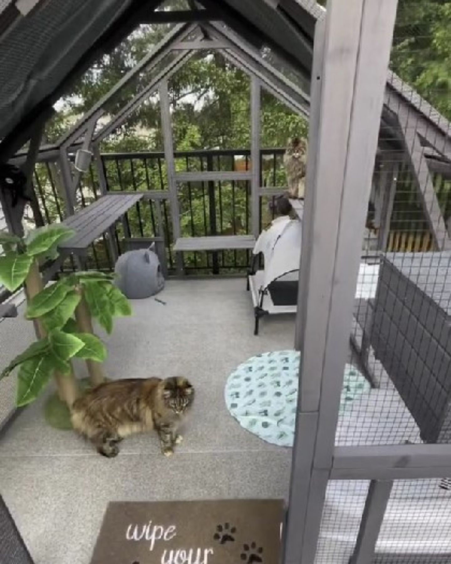 cats in outdoor cat area