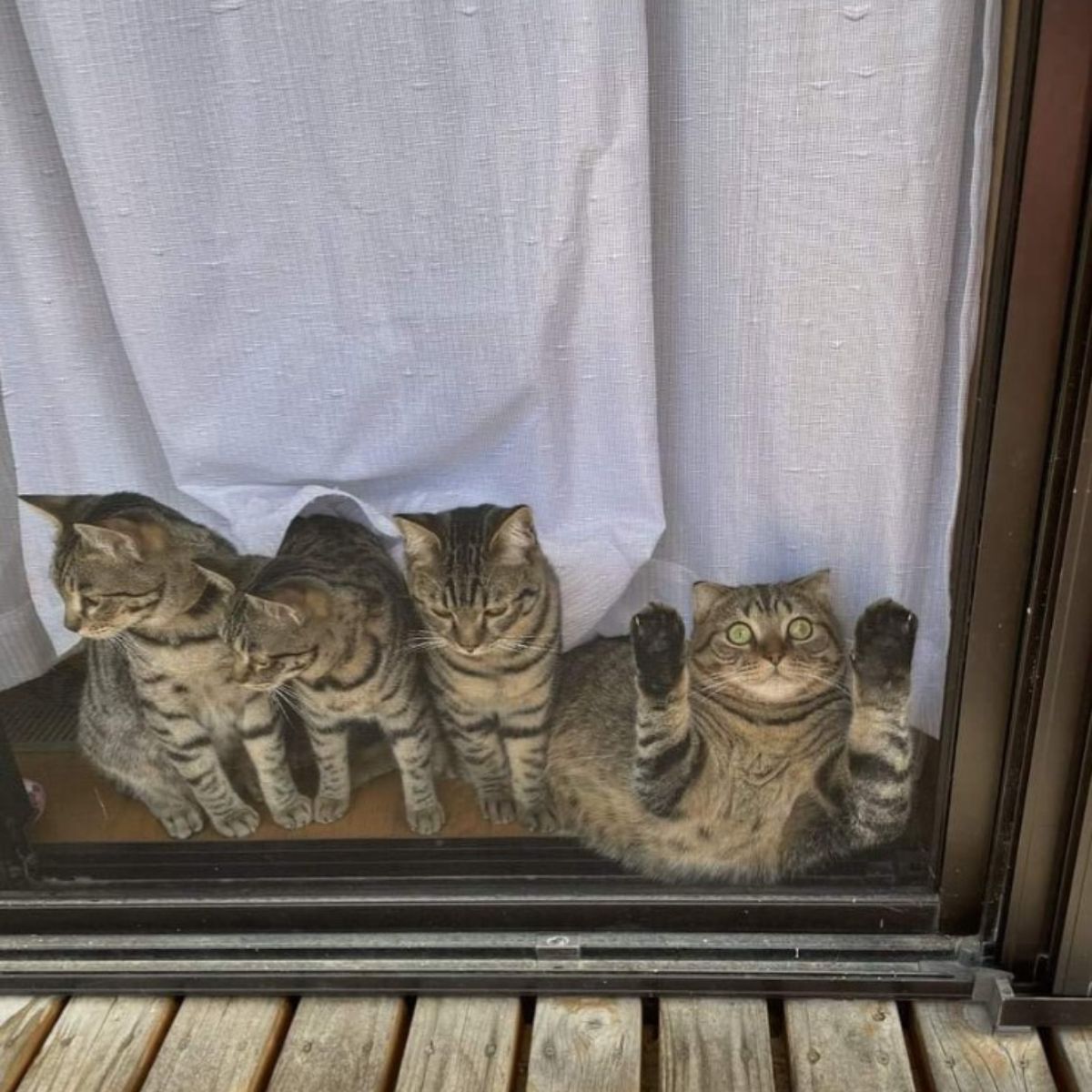 cats on window