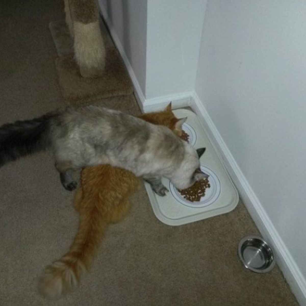 cats switching bowls