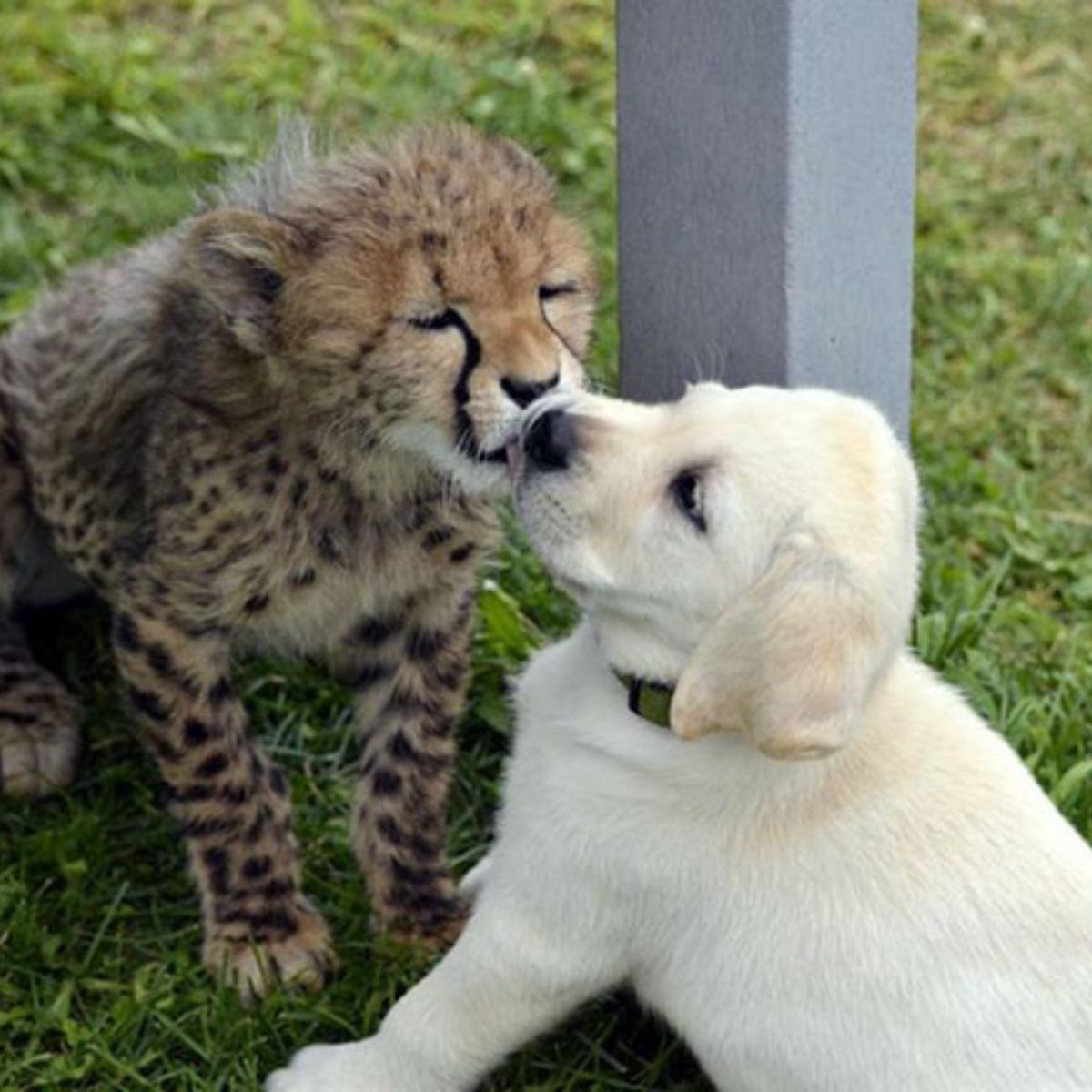 cheetah and dog kissing