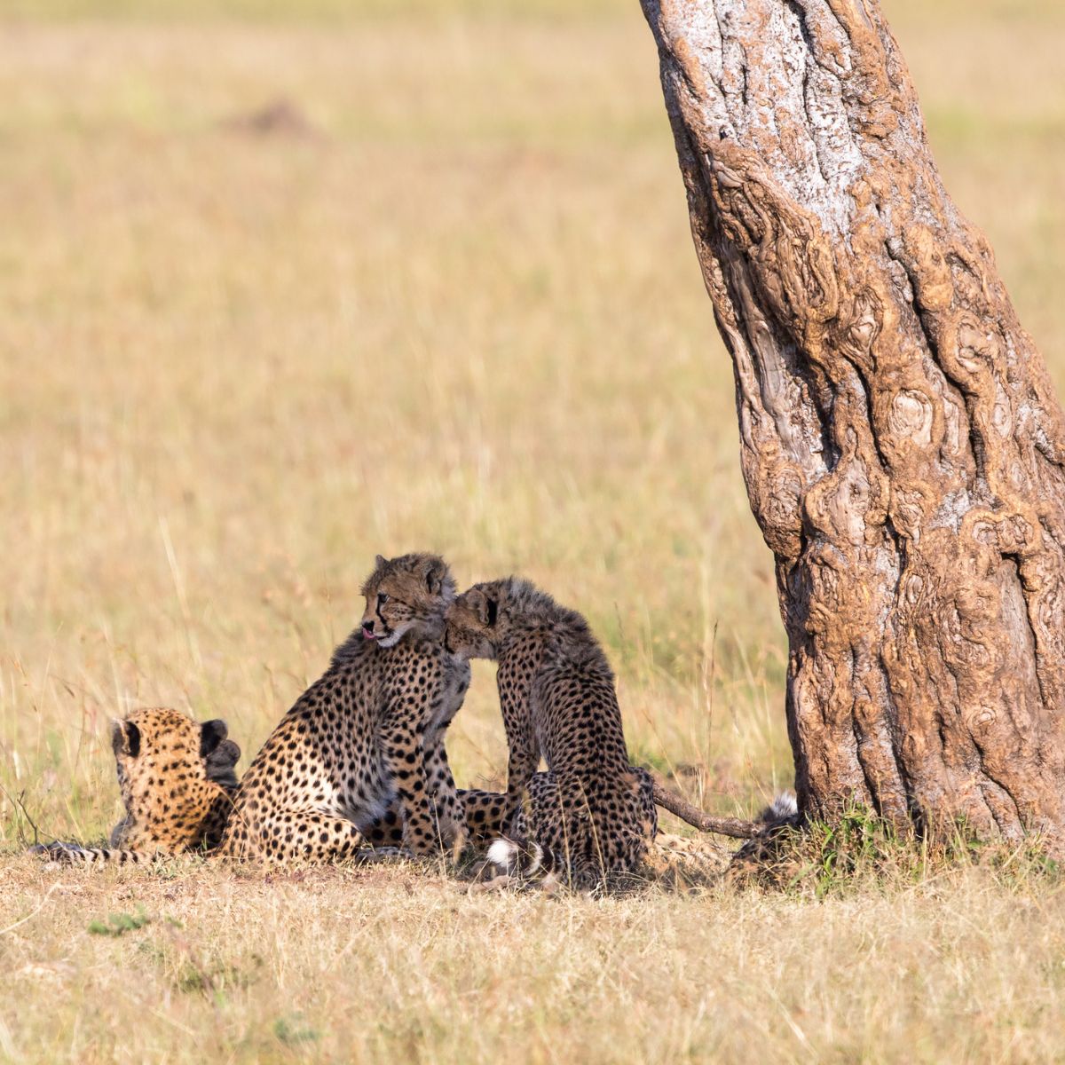 cheetah cubs sitting in shade