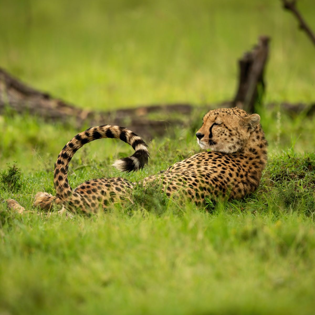 cheetah lying in green grass