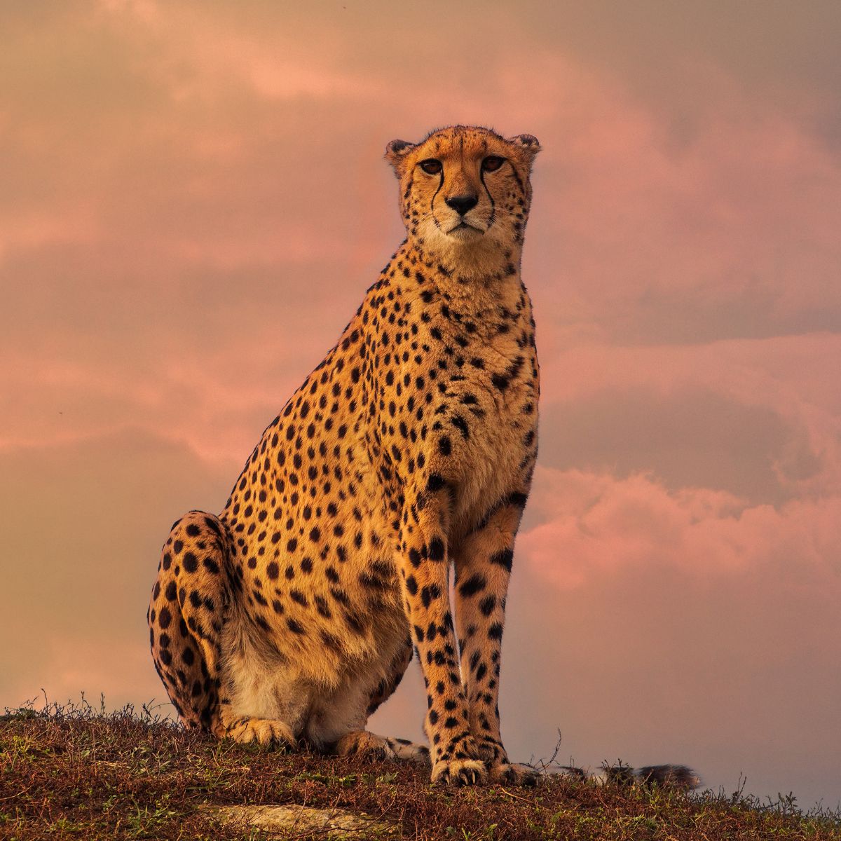 cheetah sitting