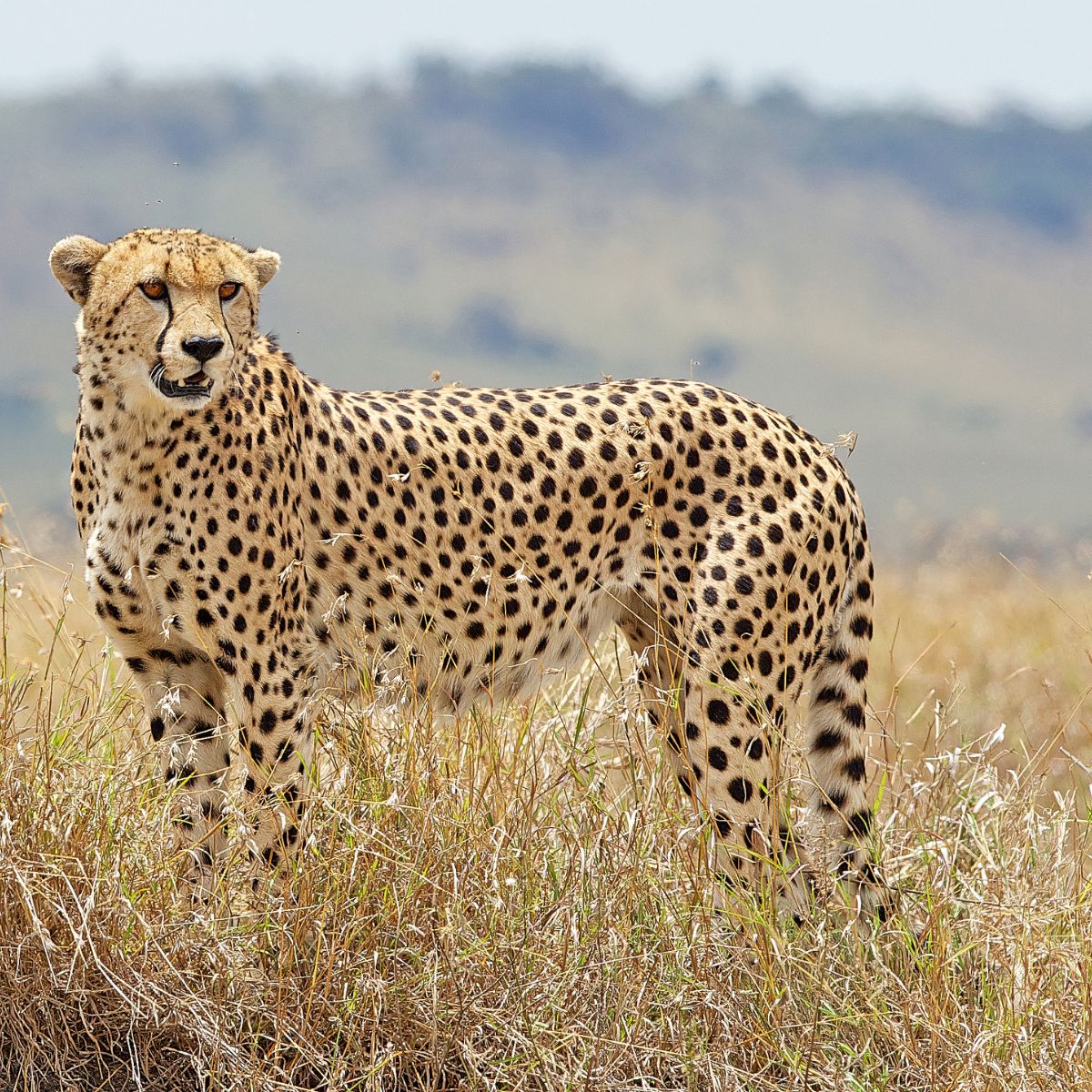 cheetah standing in tall grass