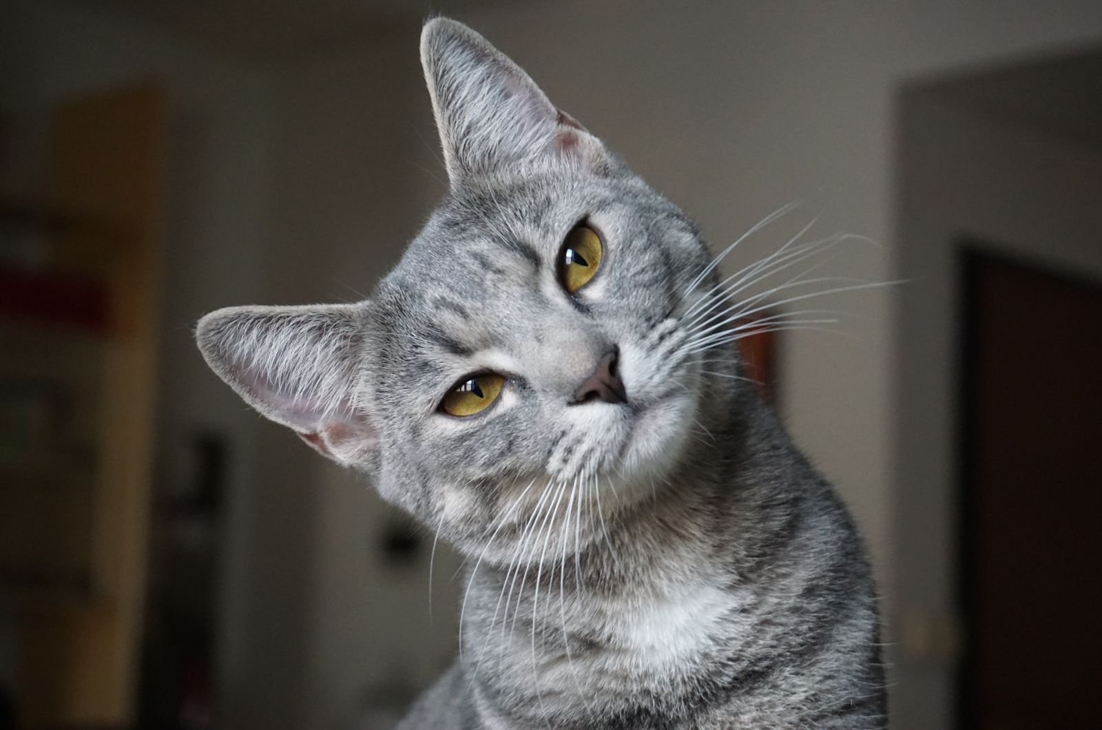 close-up photo of a gray cat