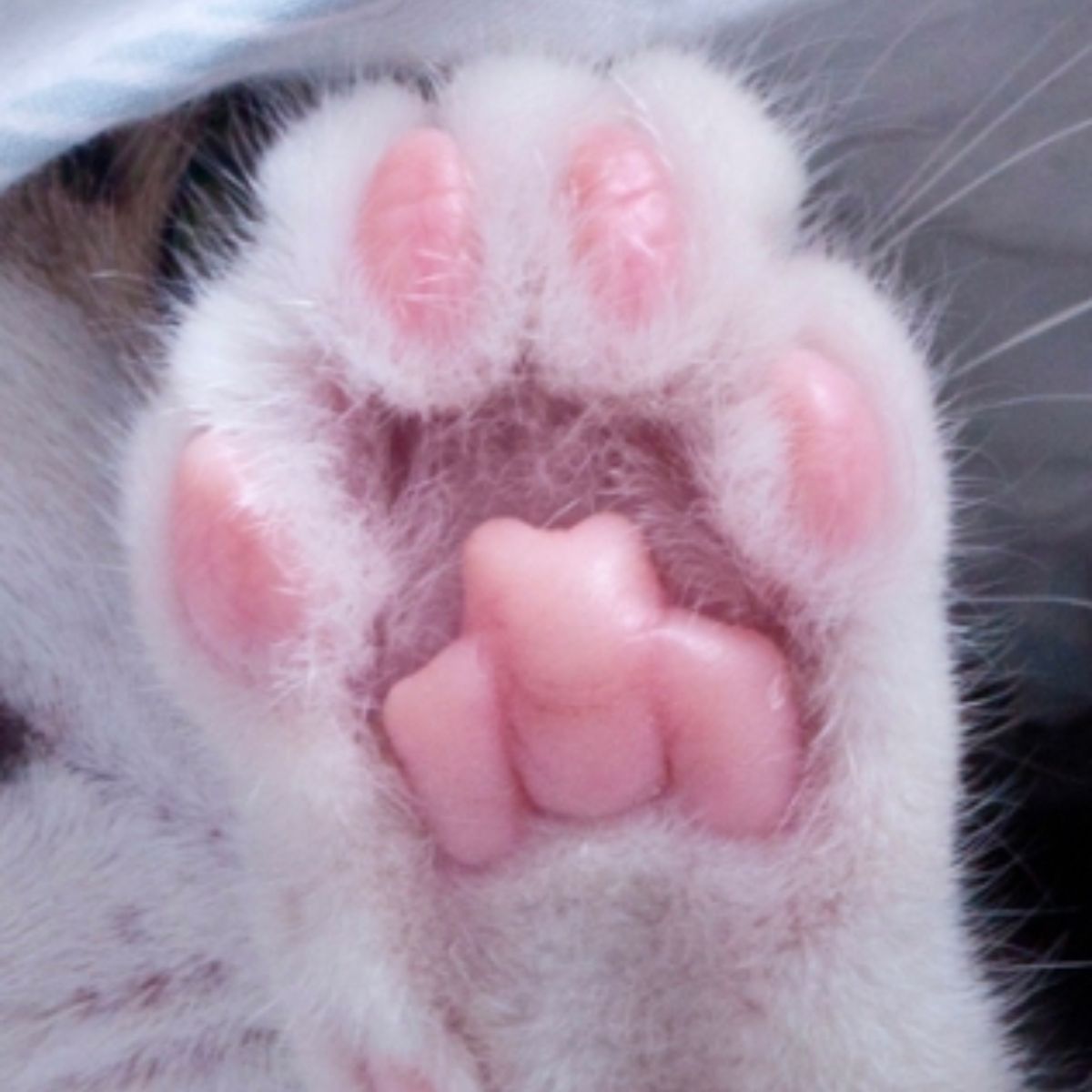close-up photo of cat paw