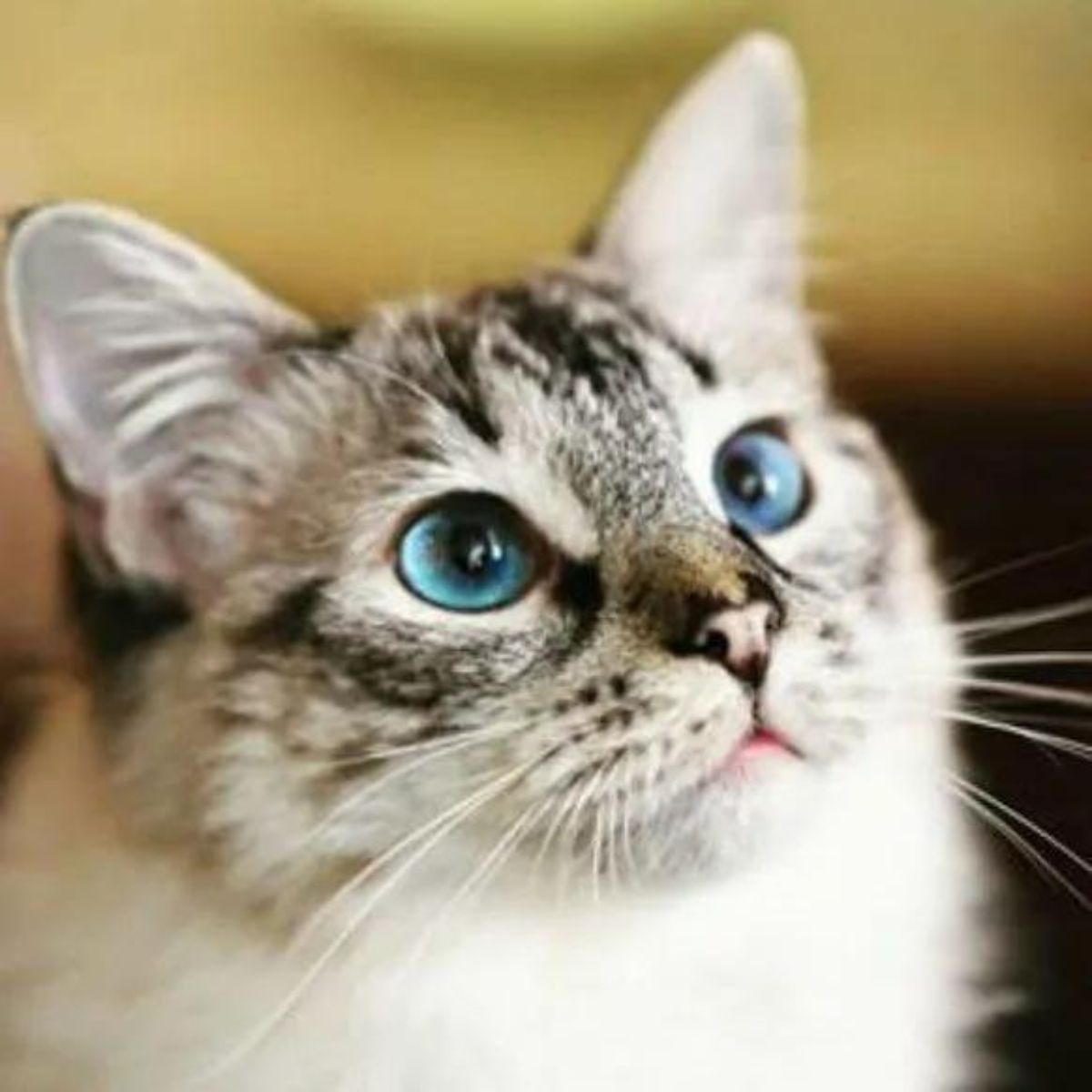 close-up photo of cat with blue eyes