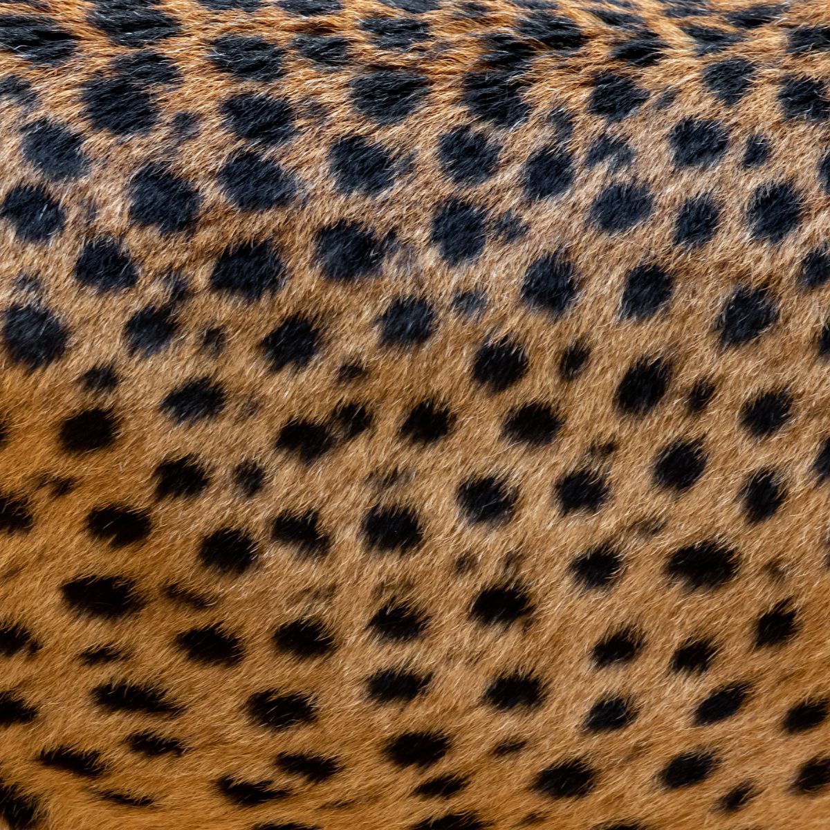 close-up photo of cheetah coat