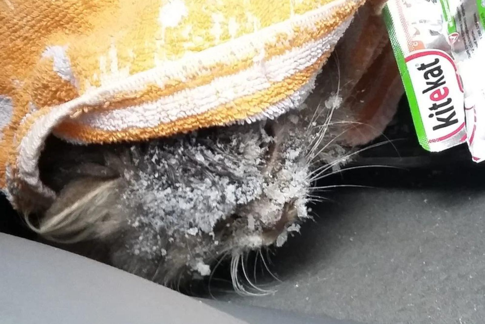 close-up photo of frozen kitten
