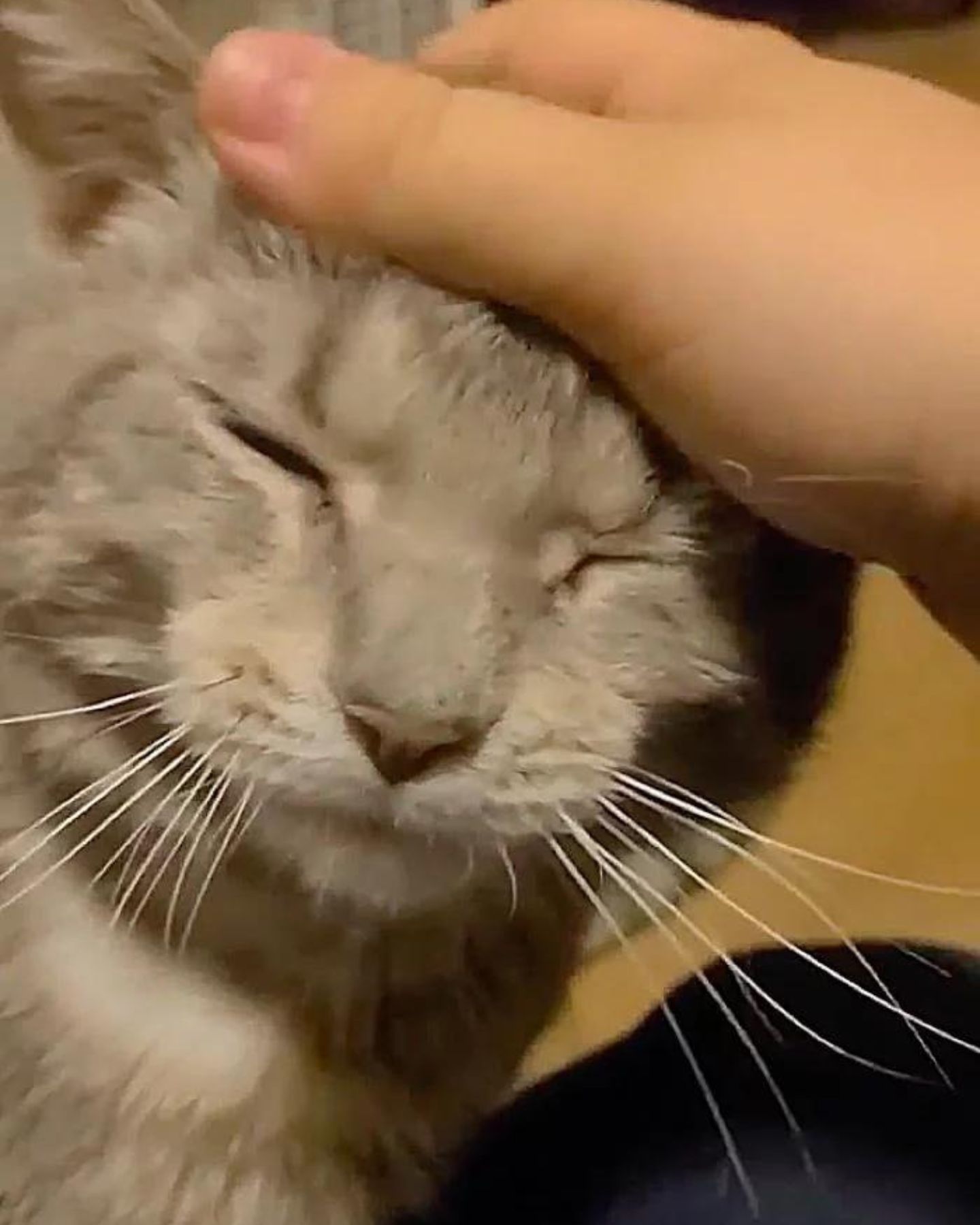 close-up photo of hand petting the cat